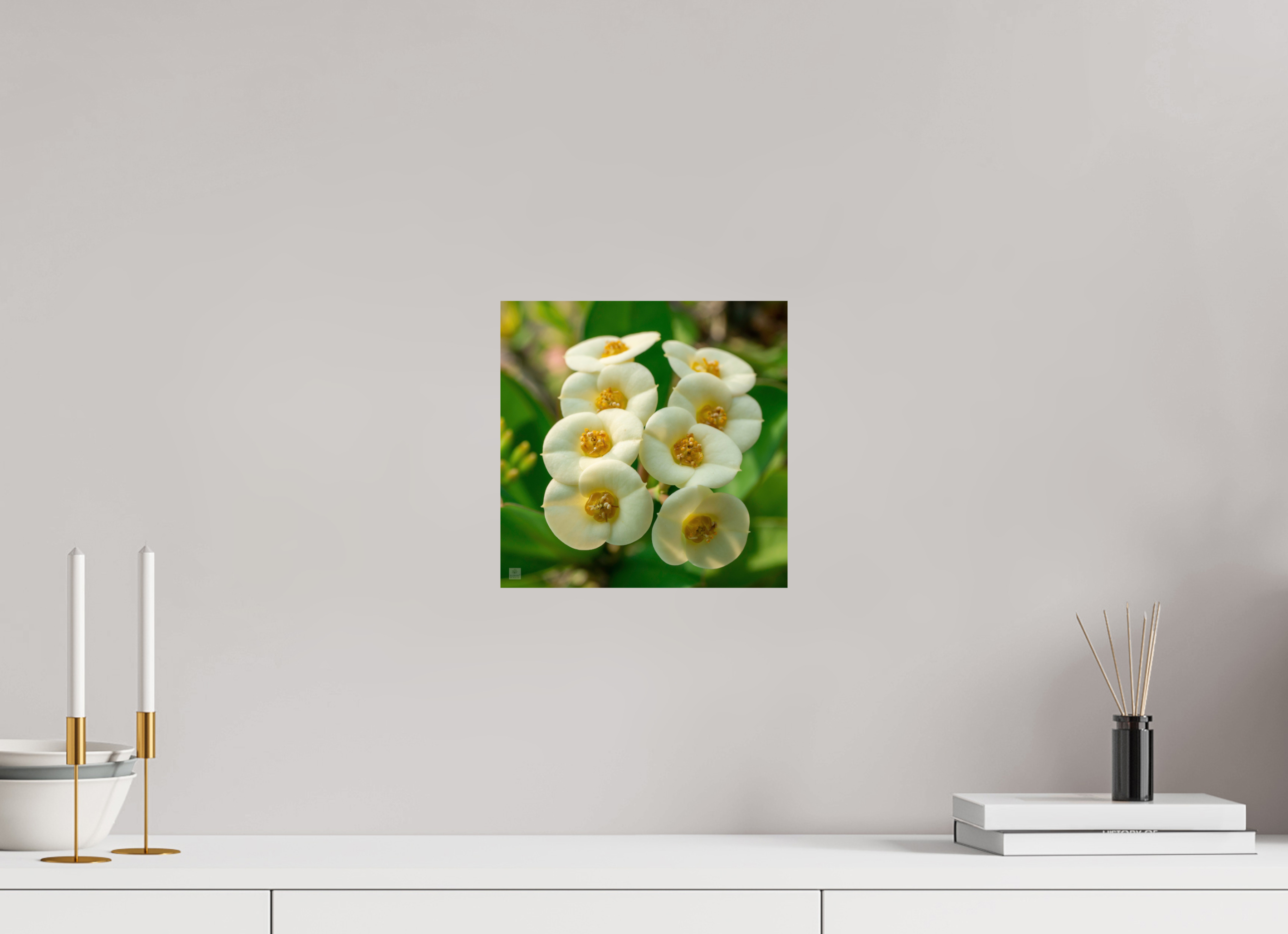Crown of Thorns_flower group_aspect ratio 1:1