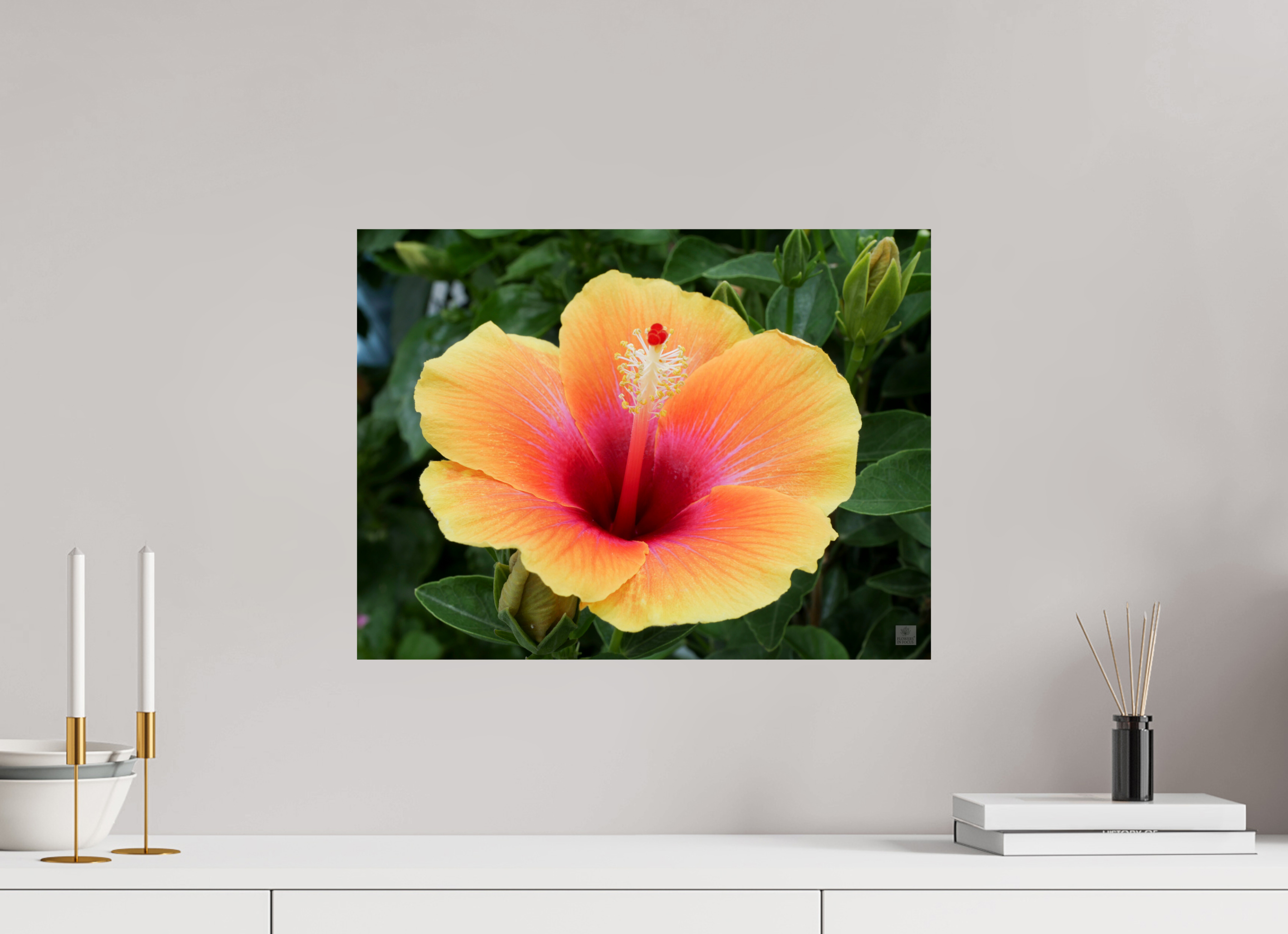 Hibiscus hybrid_peach with pink_aspect ration 4x3