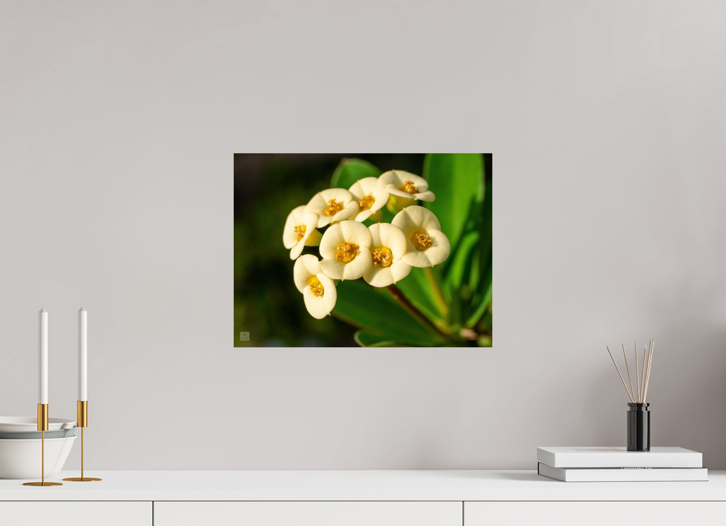 Crown of Thorns_flower group_aspect ratio 4:3