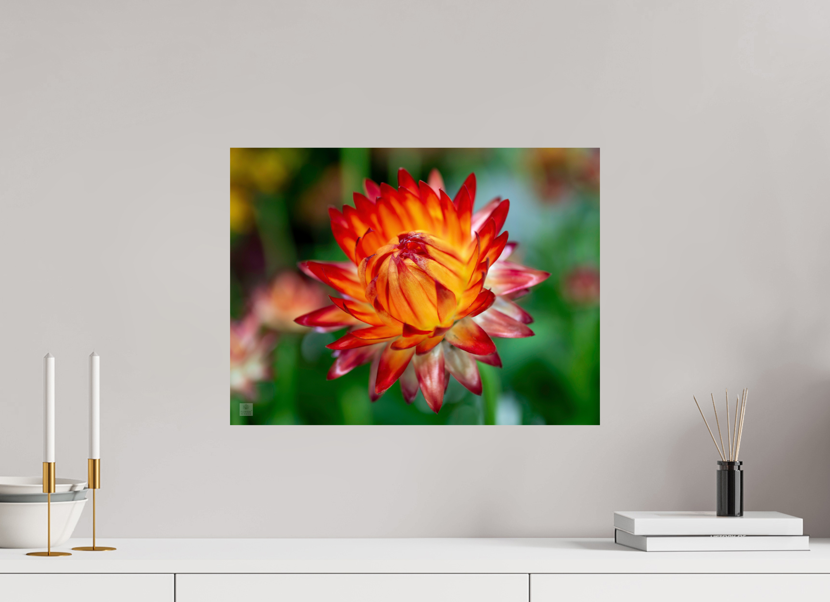 Strawflower_tight bud_red with yellow_aspect ration 4x3