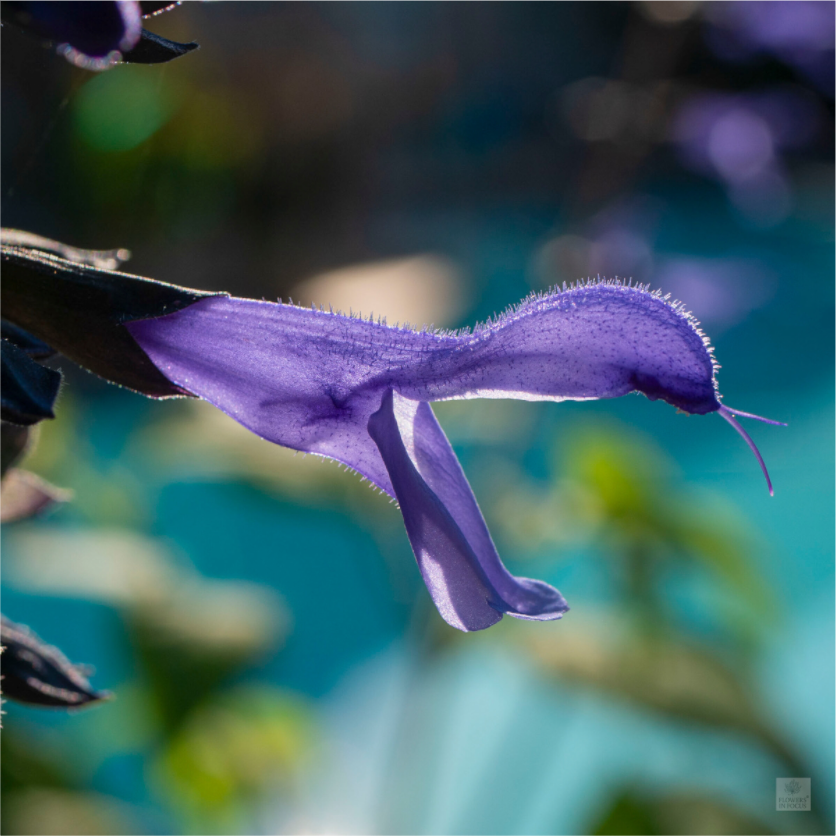 Blue black sage_single_aspect ratio 1x1