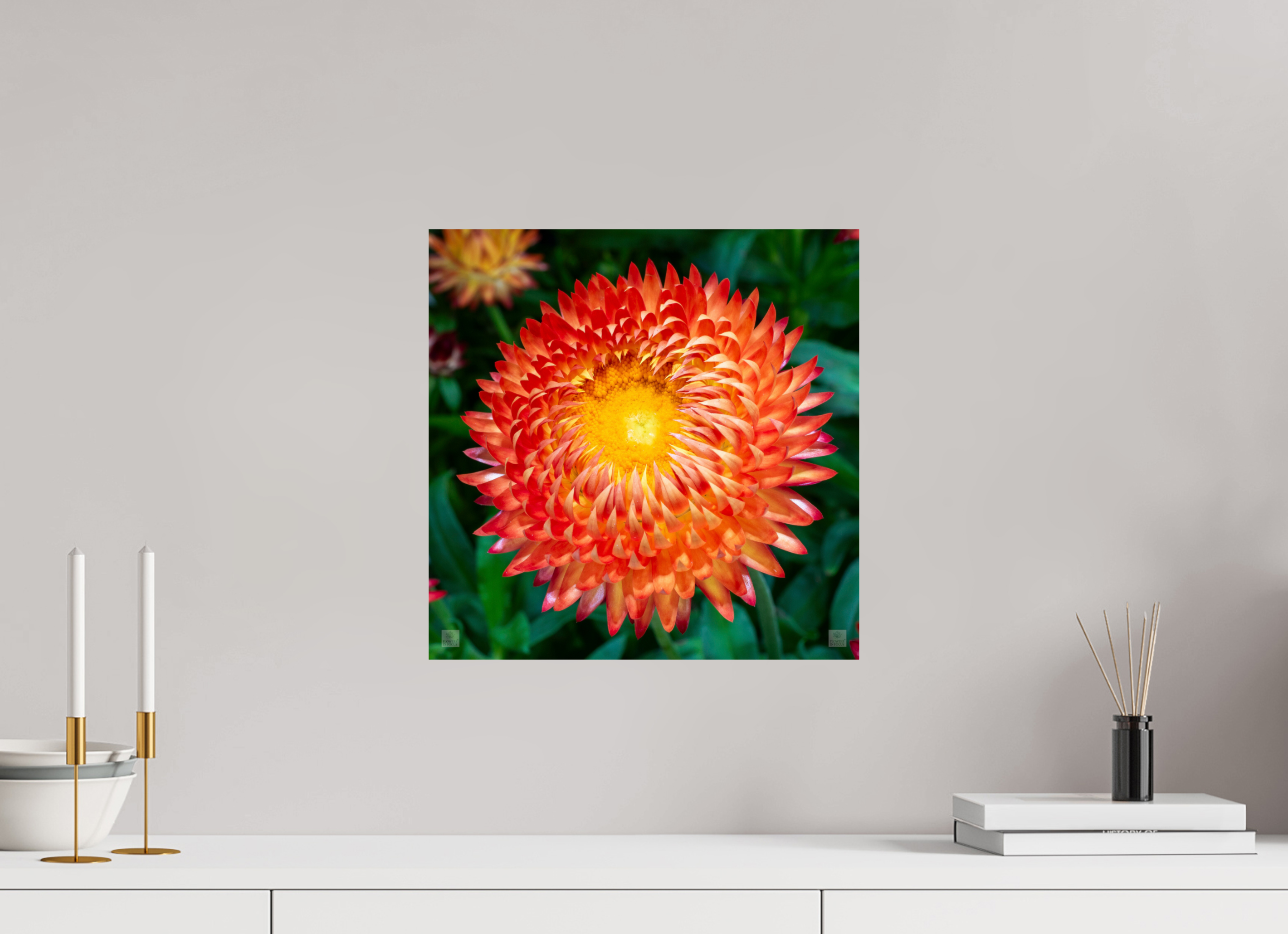Strawflower_orange with yellow center_aspect ratio 1x1