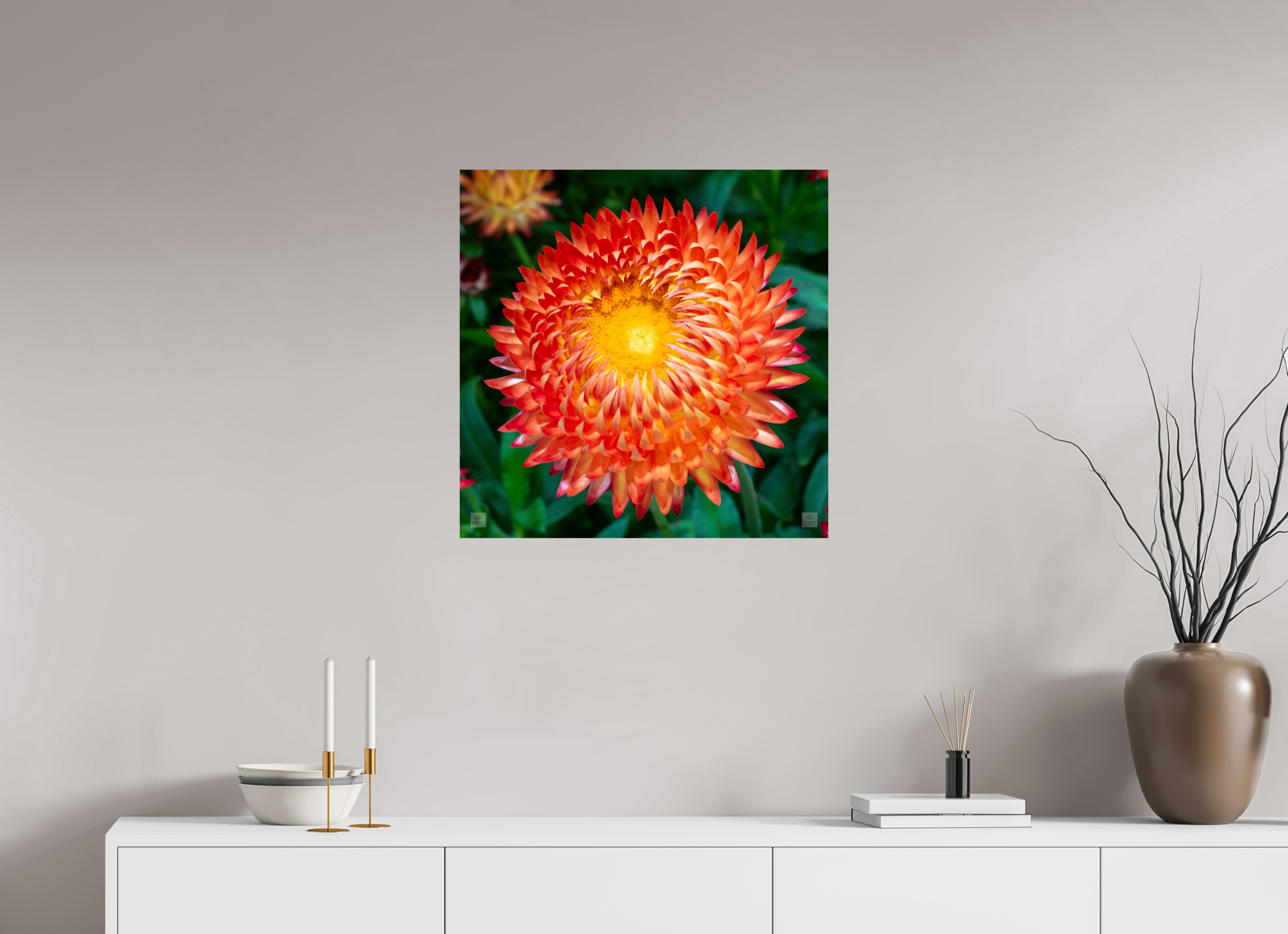 Strawflower_orange with yellow center_aspect ratio 1x1