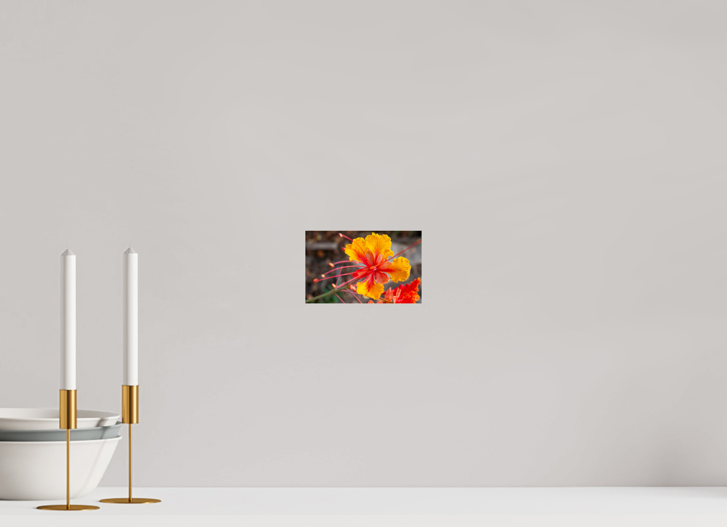 Pride of Barbados_yellow with orange_aspect ratio 16x10