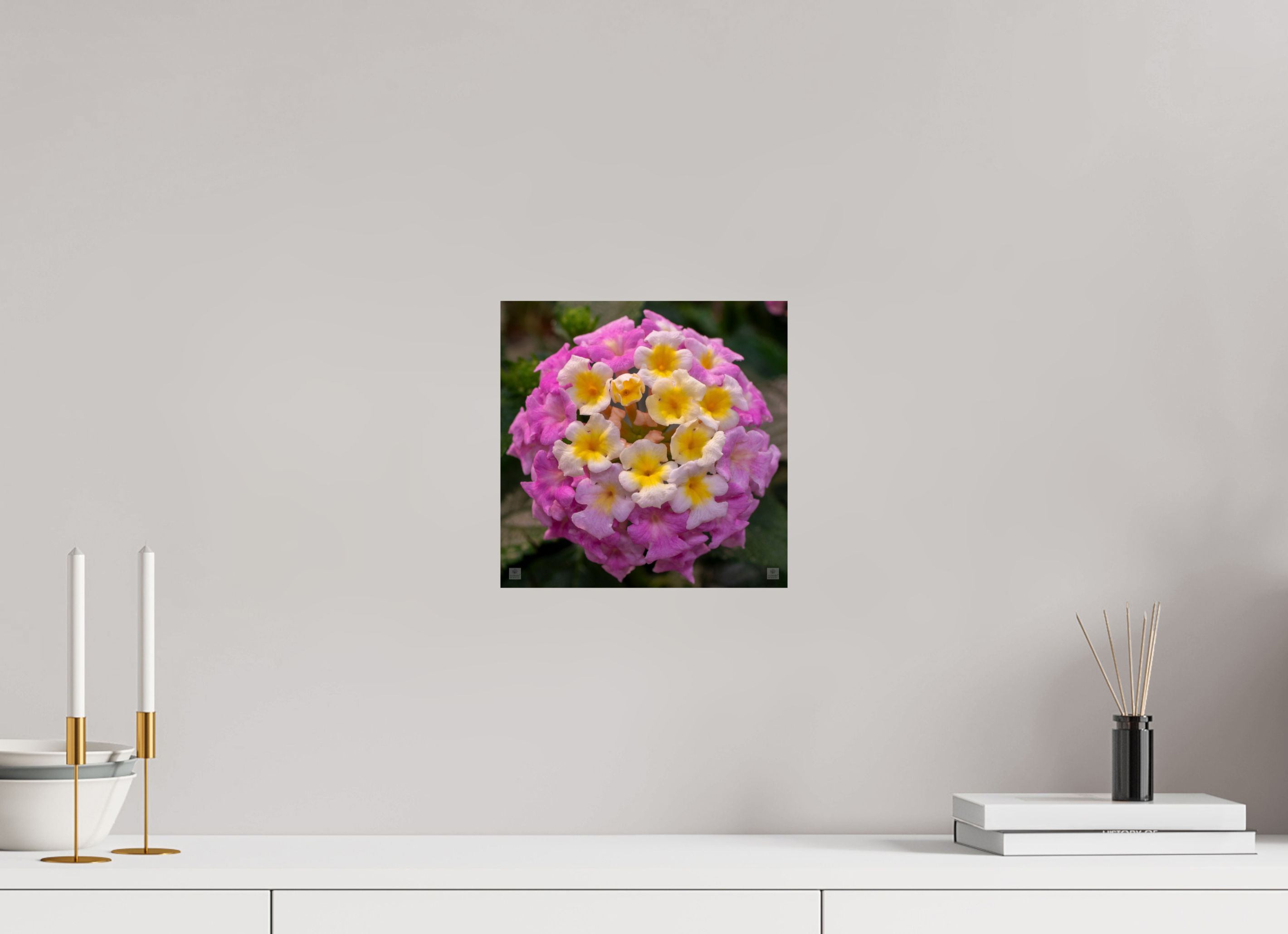 Lantana_deep pink with yellow_aspect ratio 1x1