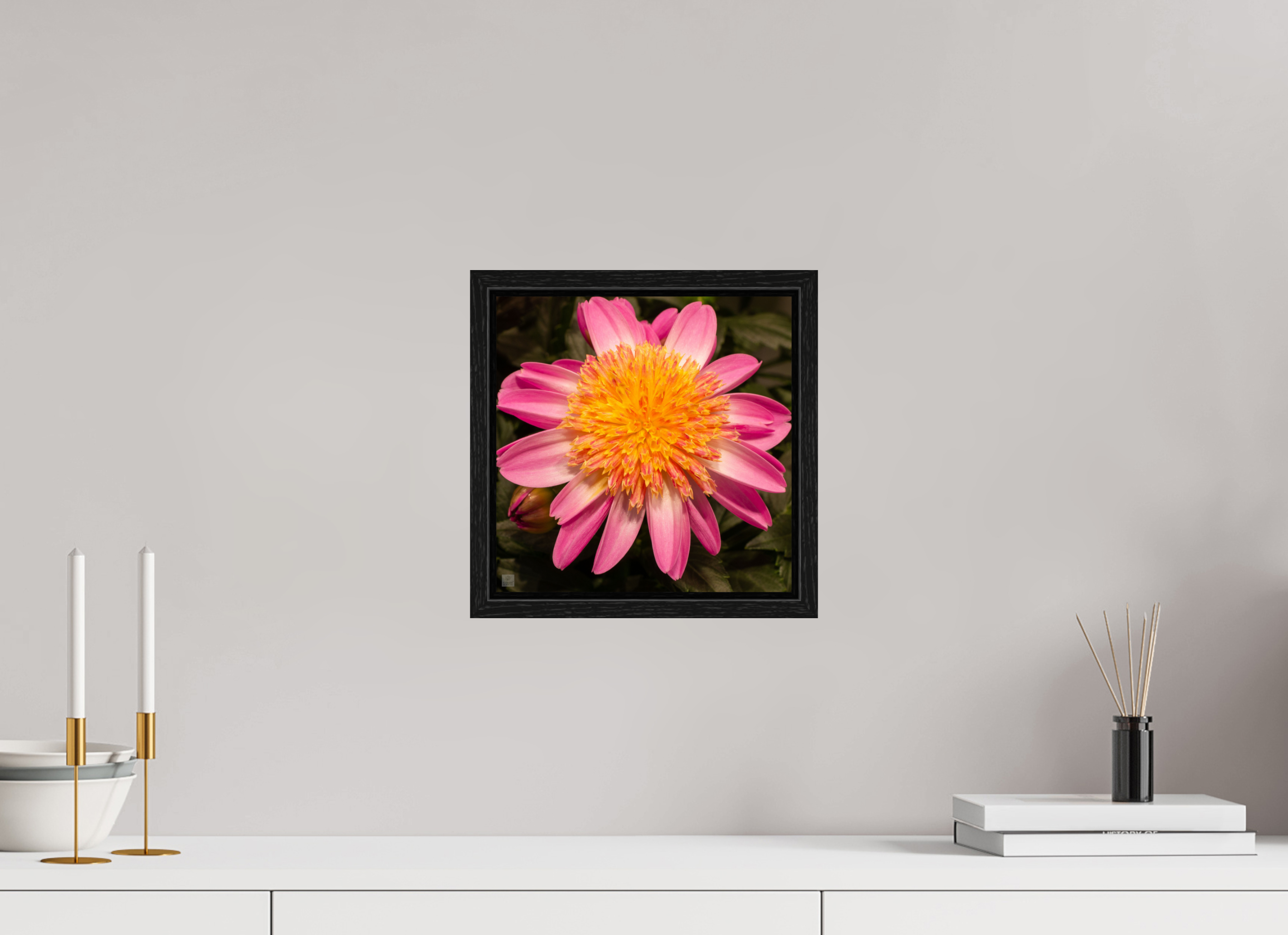 Dahlia_light pink with yellow center_aspect ration 1:1