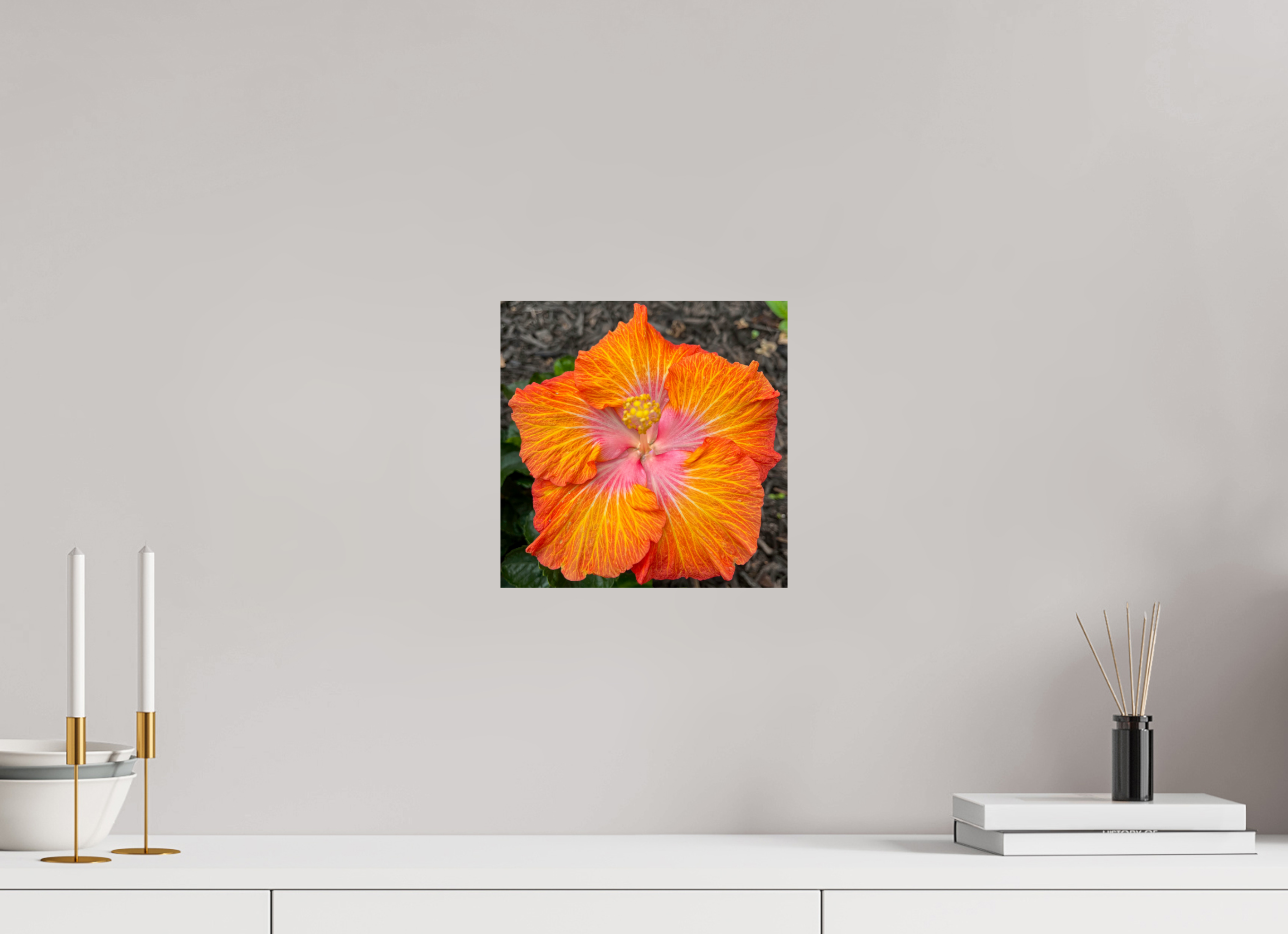 Hibiscus hybrid_bright orange_aspect ratio 1:1