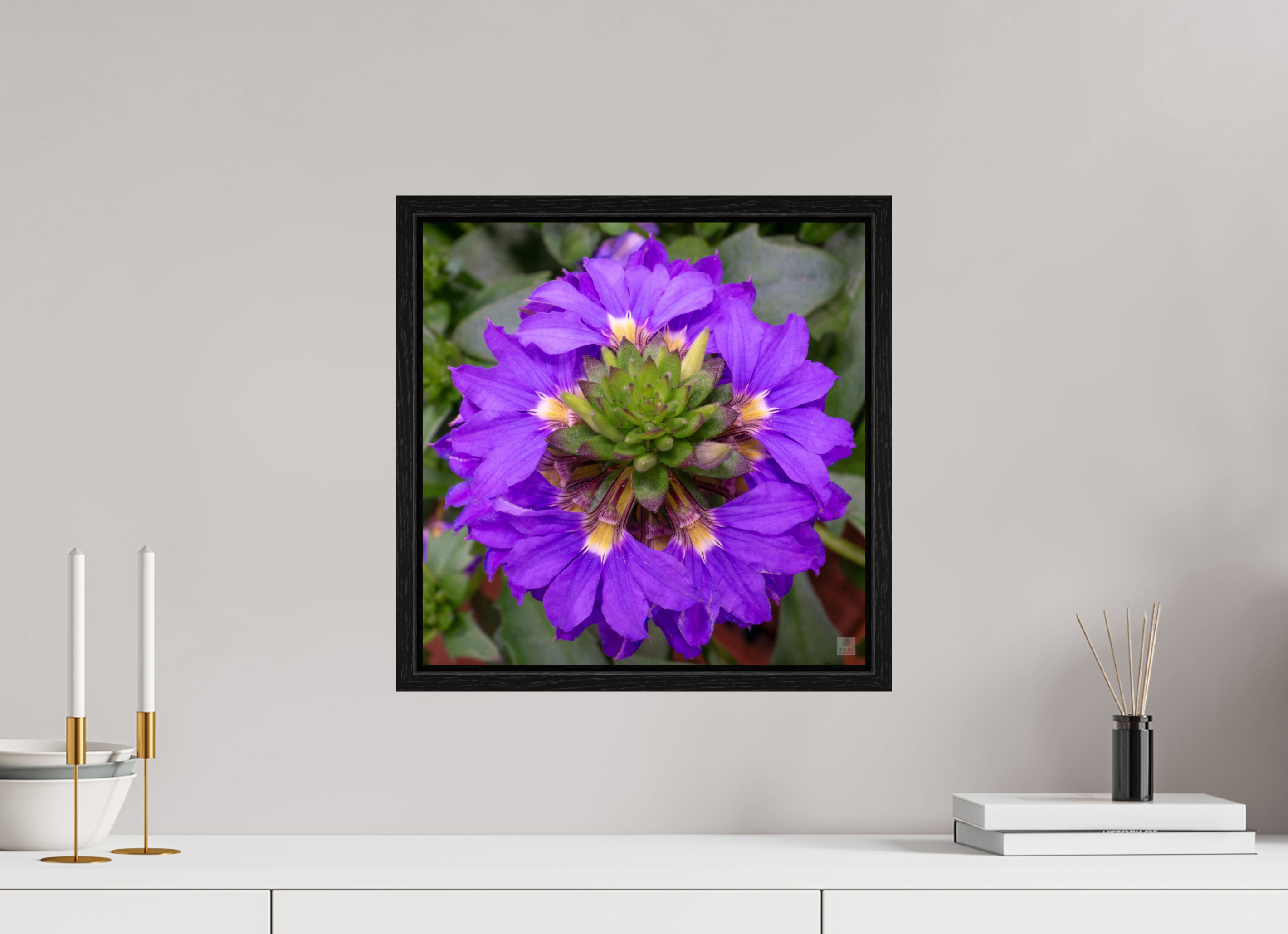 Scaevola_blue_aspect ratio 1x1