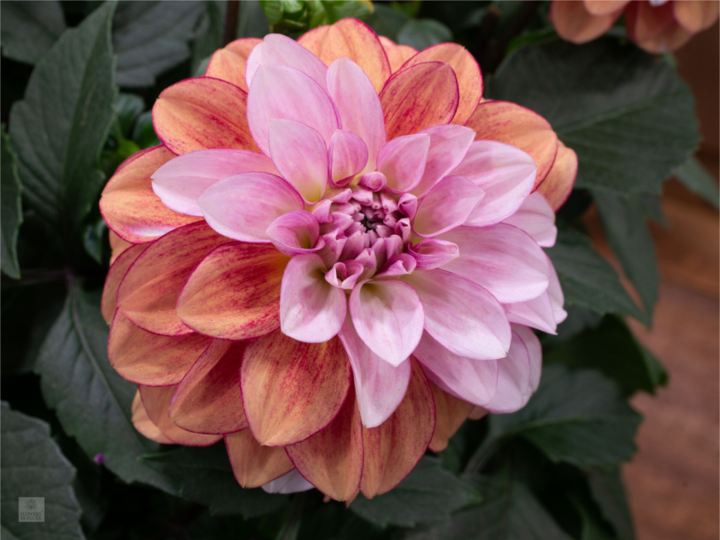 Dahlia_pink with red streak_ aspect ratio 4:3