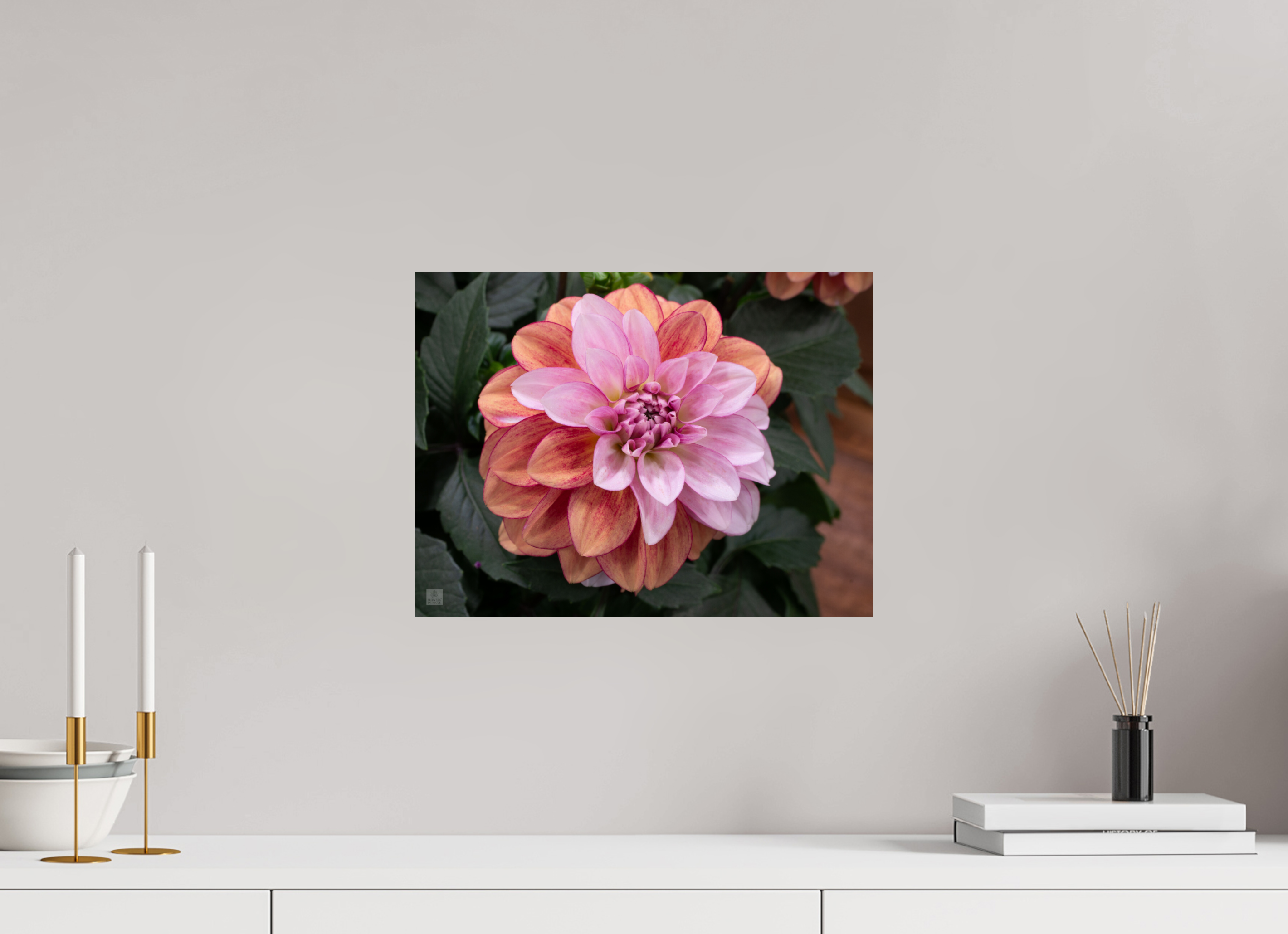 Dahlia_pink with red streak_ aspect ratio 4:3
