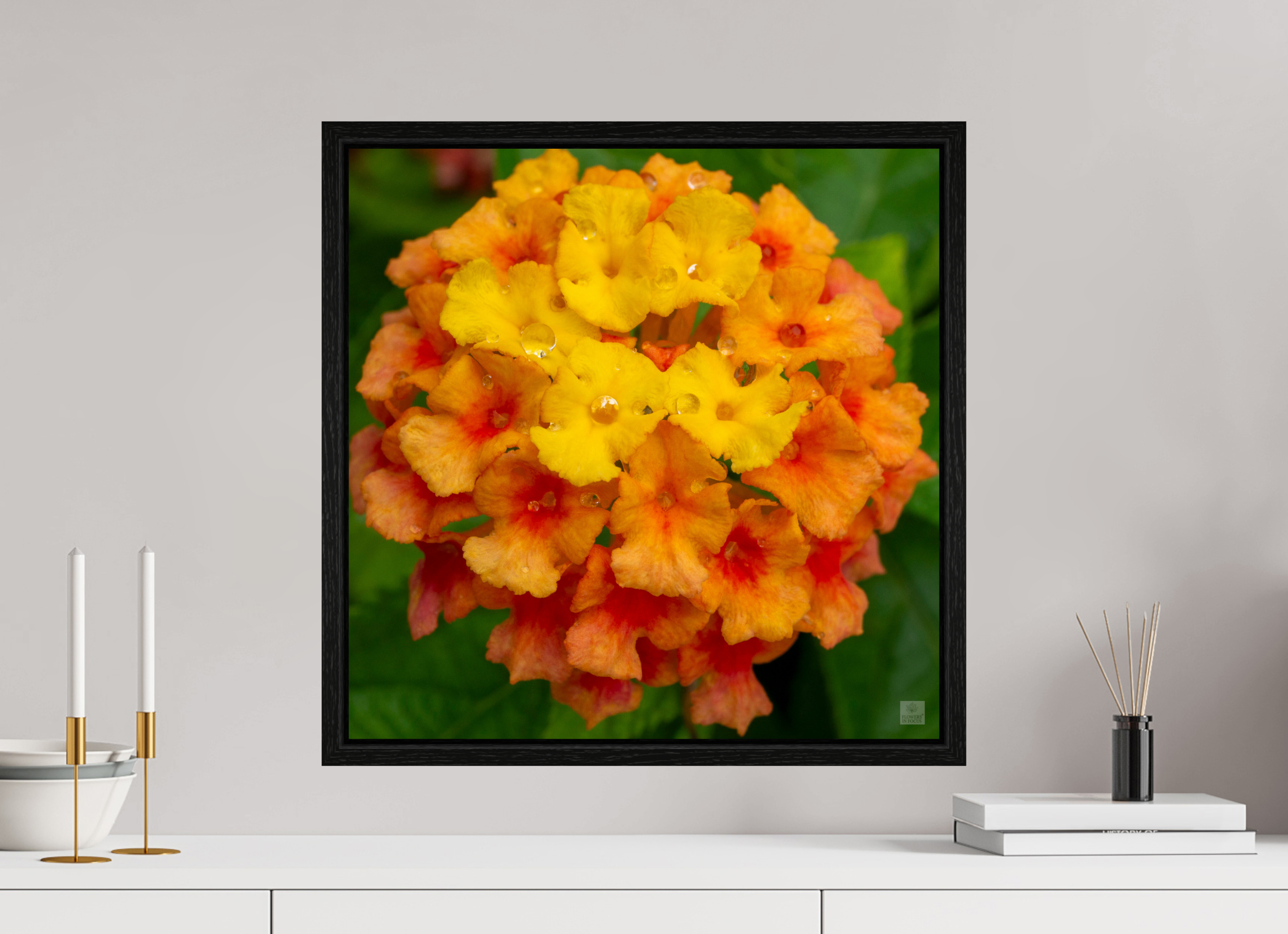 Lantana_orange with yellow (water droplets)_aspect ratio 1x1