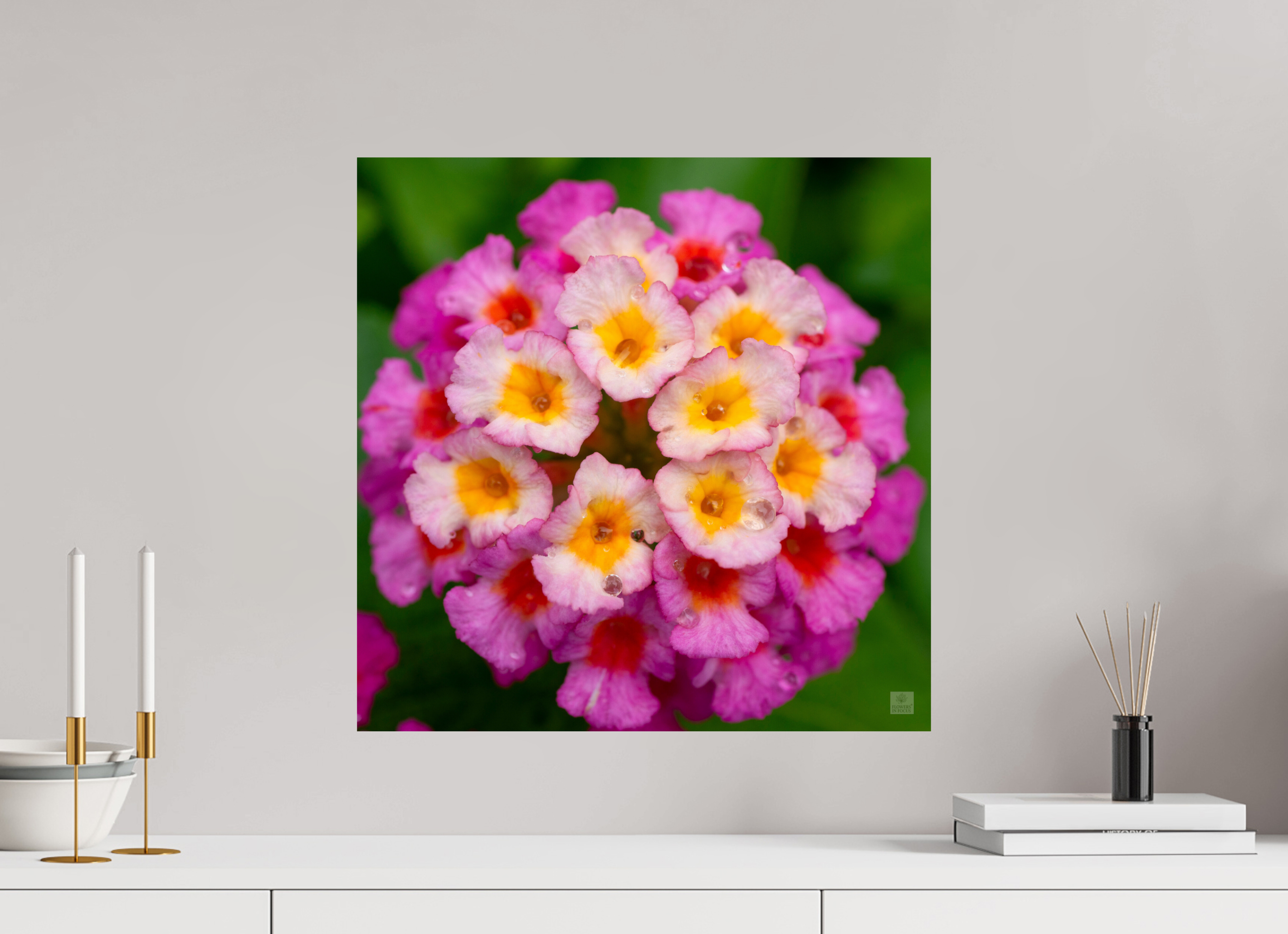 Lantana_deep pink with yellow_water droplets_aspect ratio 1x1
