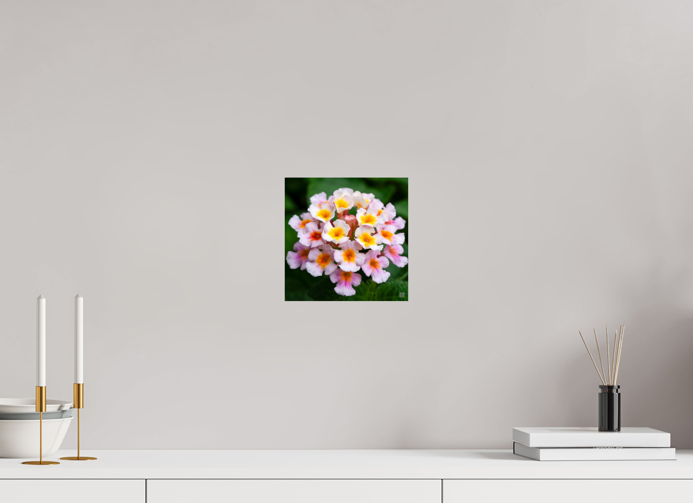 Lantana_pink with yellow (water droplets)_aspect ratio 1x1