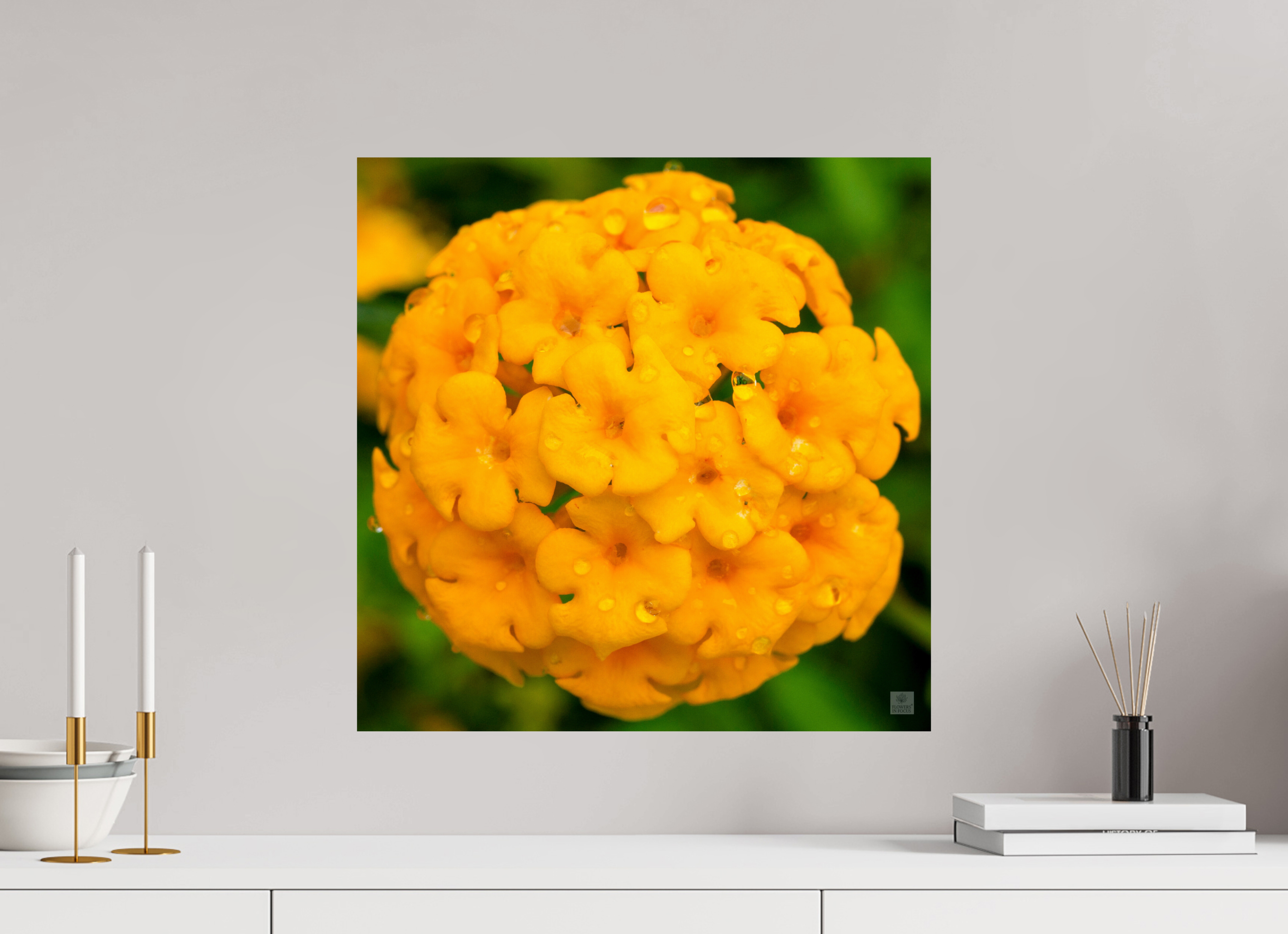 Lantana hybrid_yellow (with water droplets)_aspect ration 1x1