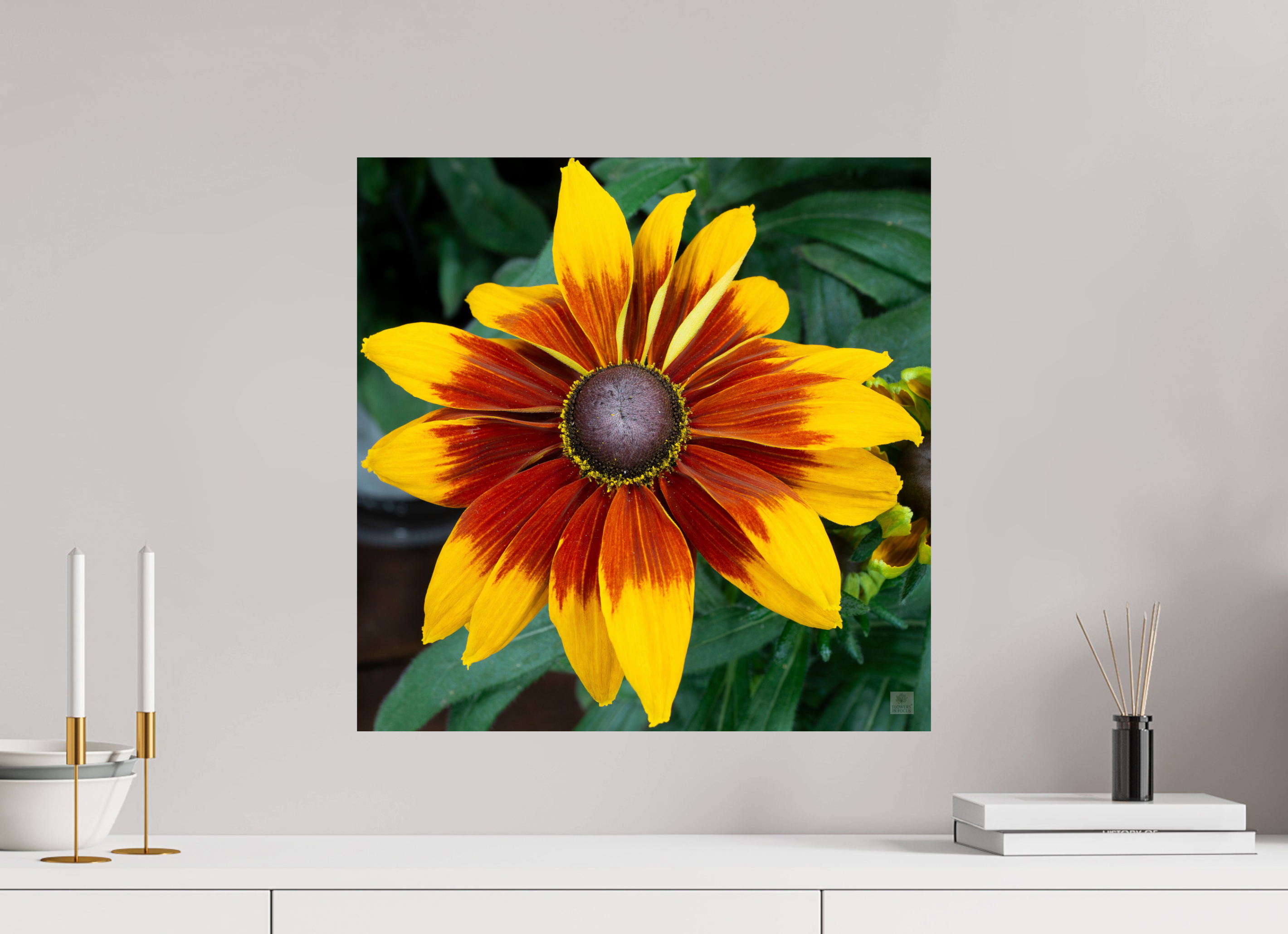Rudbeckia_yellow with red center_aspect ratio 1x1