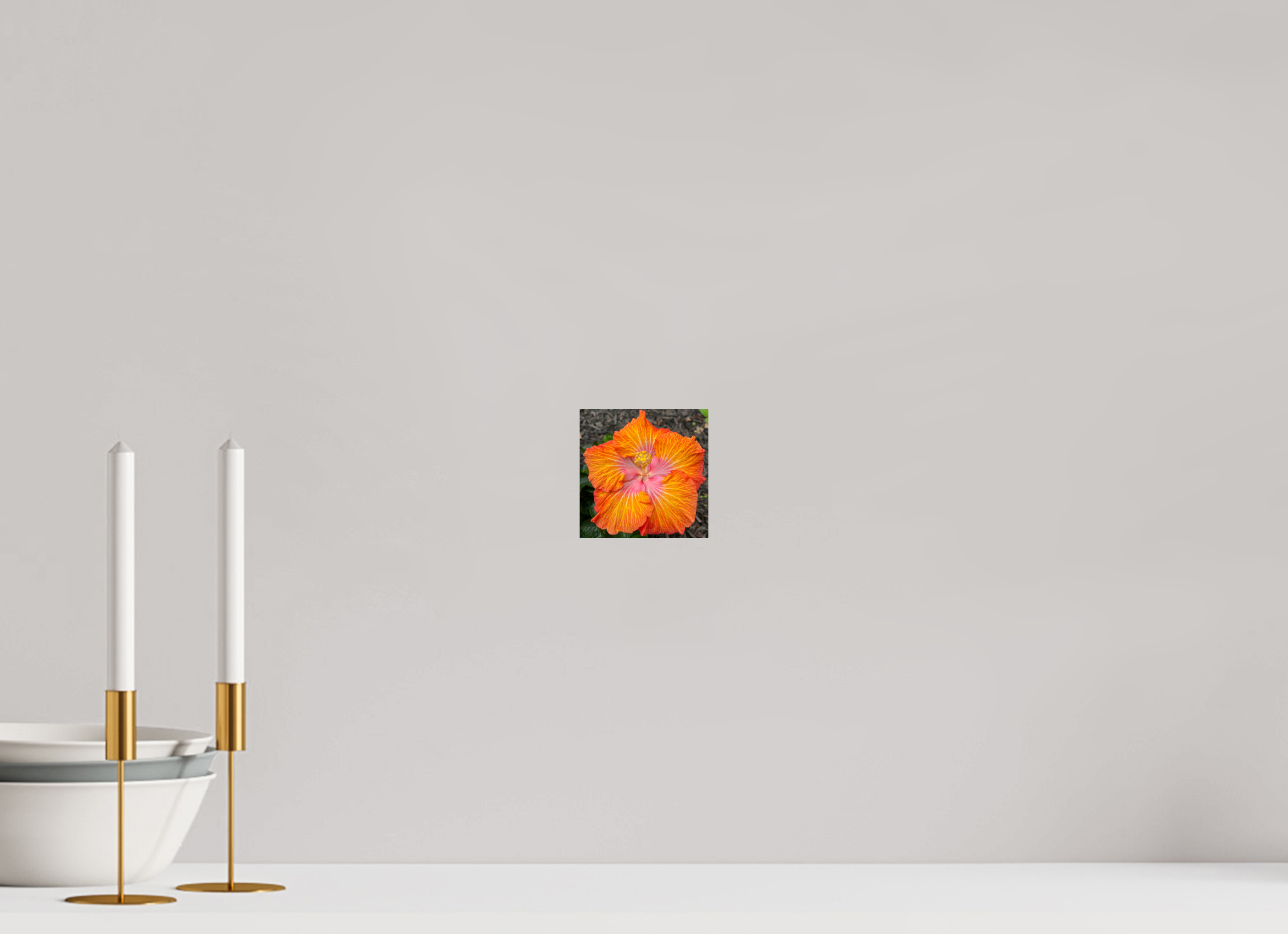 Hibiscus hybrid_bright orange_aspect ratio 1:1