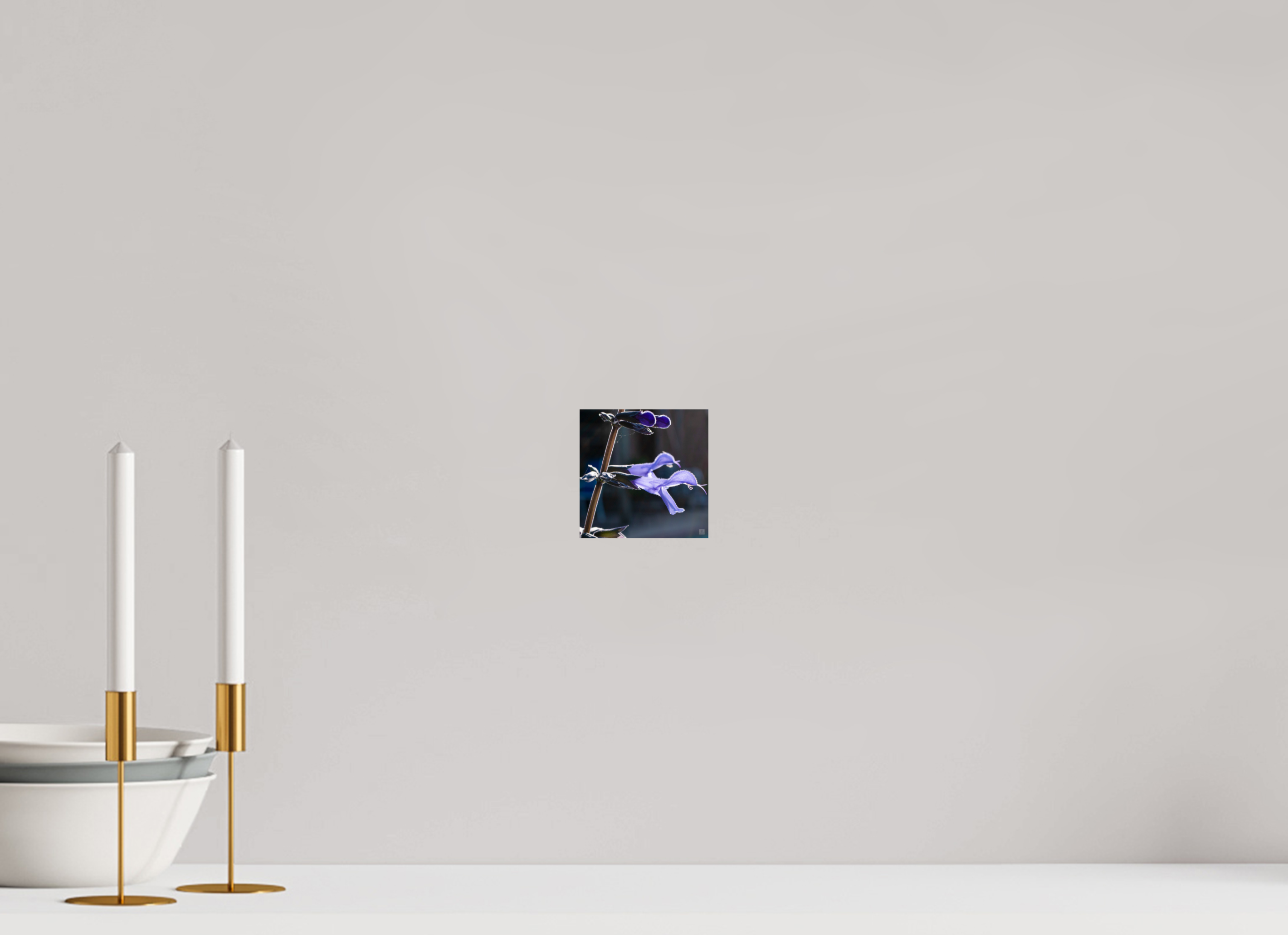 Blue black sage_group_aspect ratio 1x1