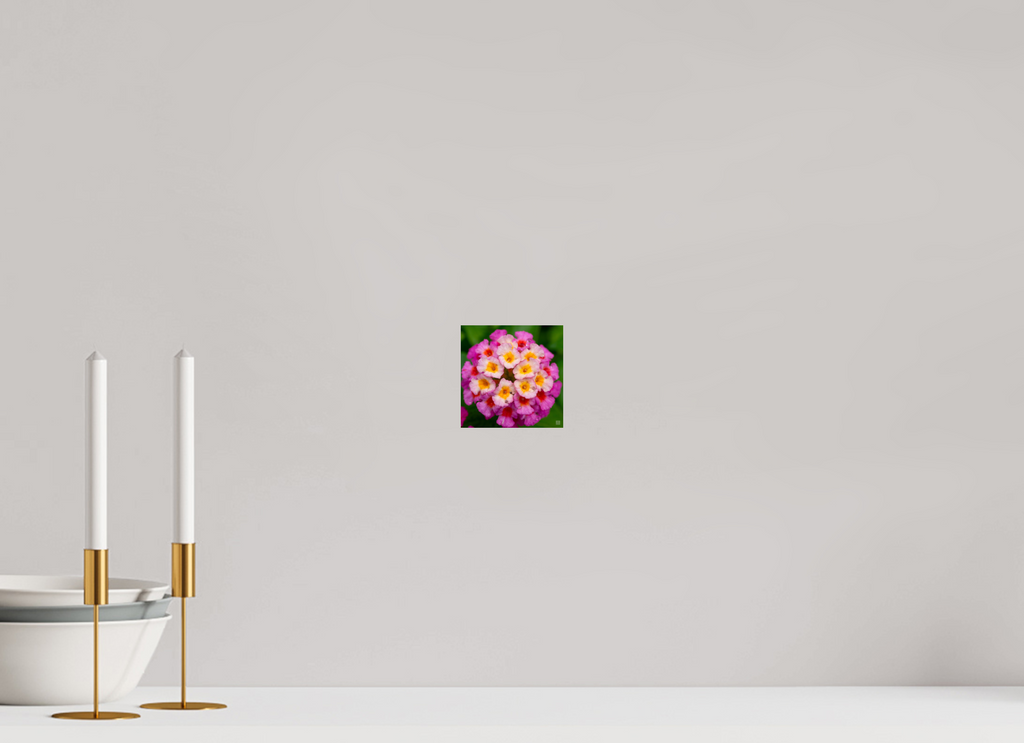 Lantana_deep pink with yellow_water droplets_aspect ratio 1x1