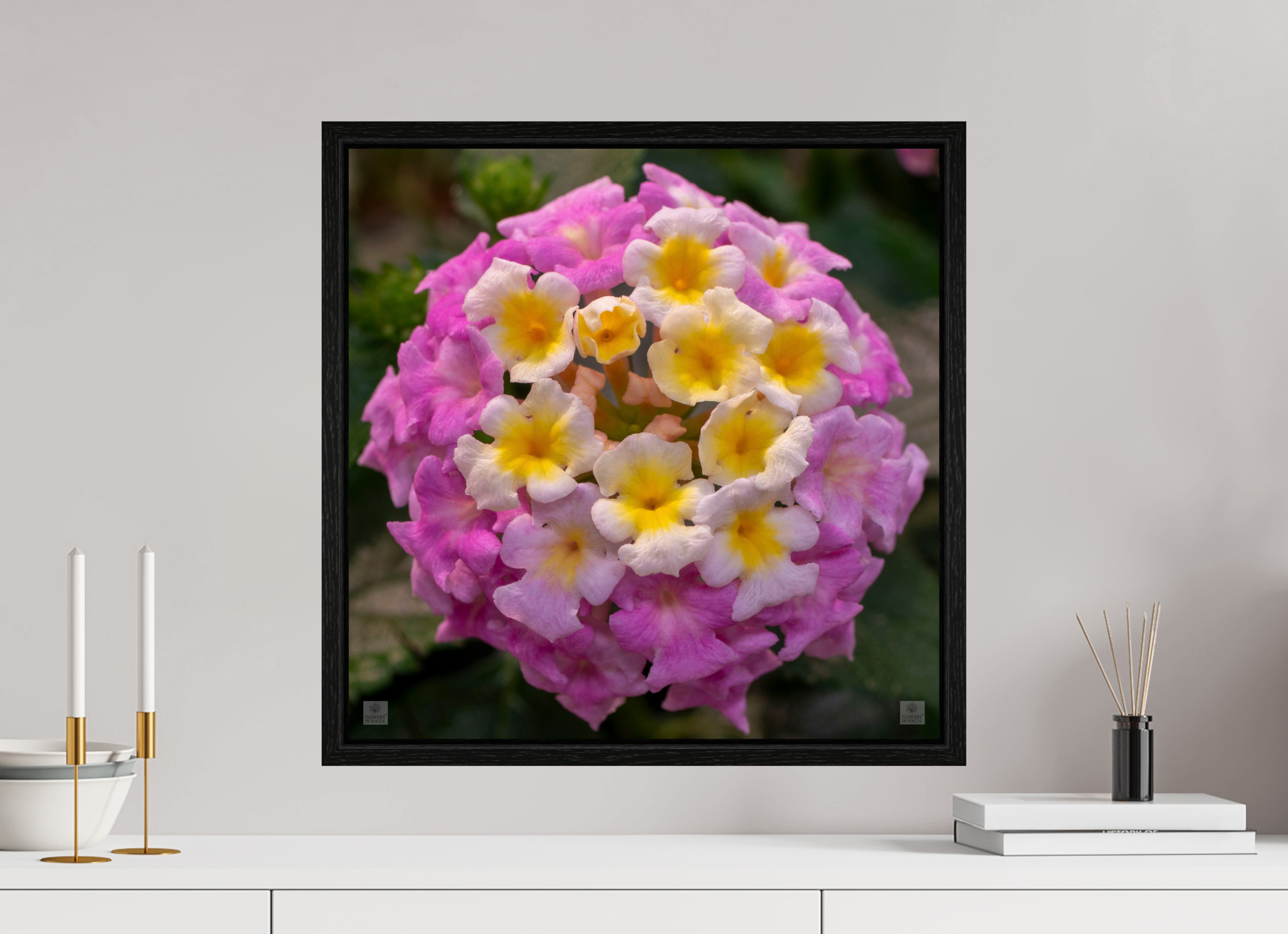 Lantana_deep pink with yellow_aspect ratio 1x1