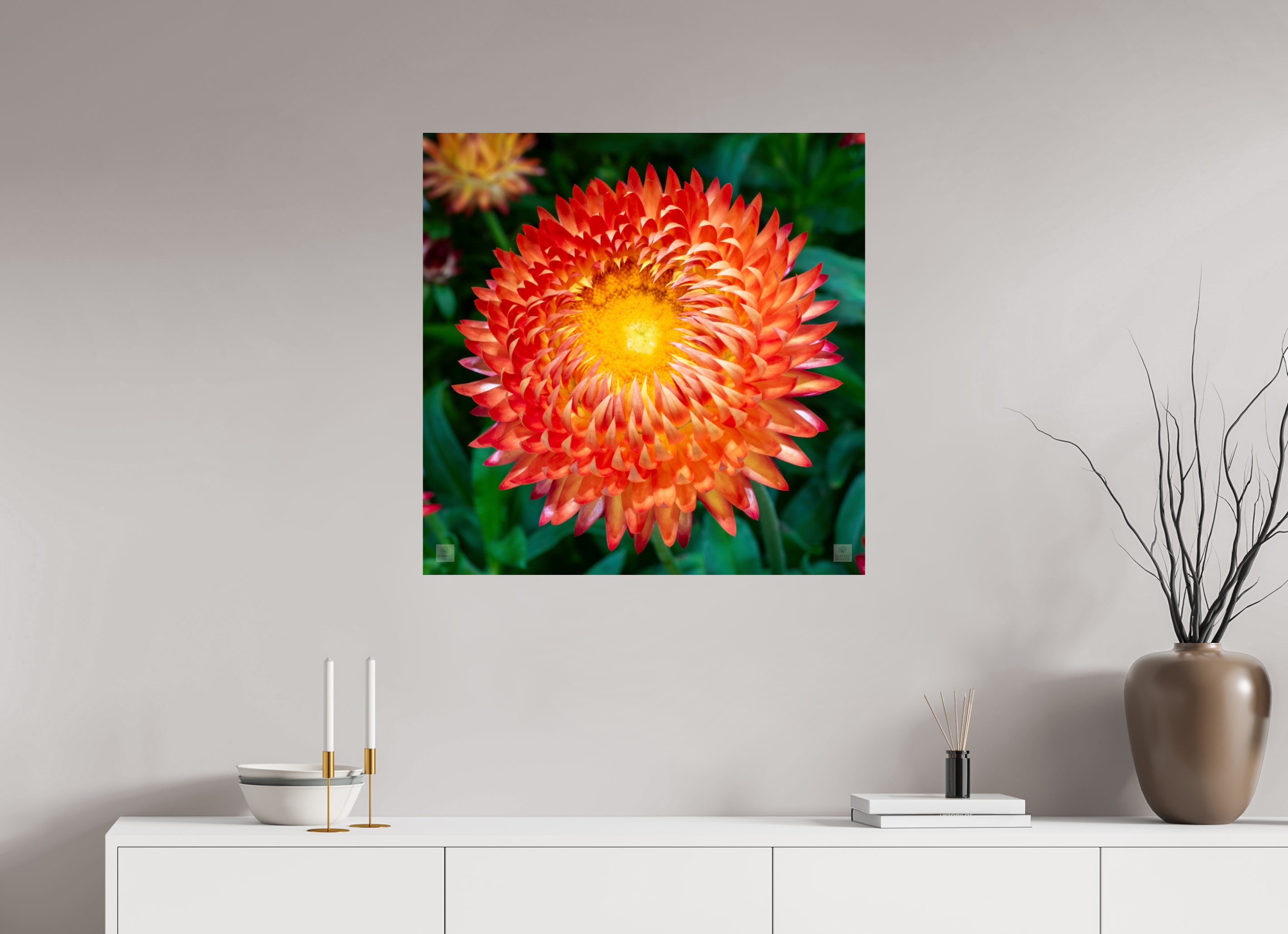 Strawflower_orange with yellow center_aspect ratio 1x1