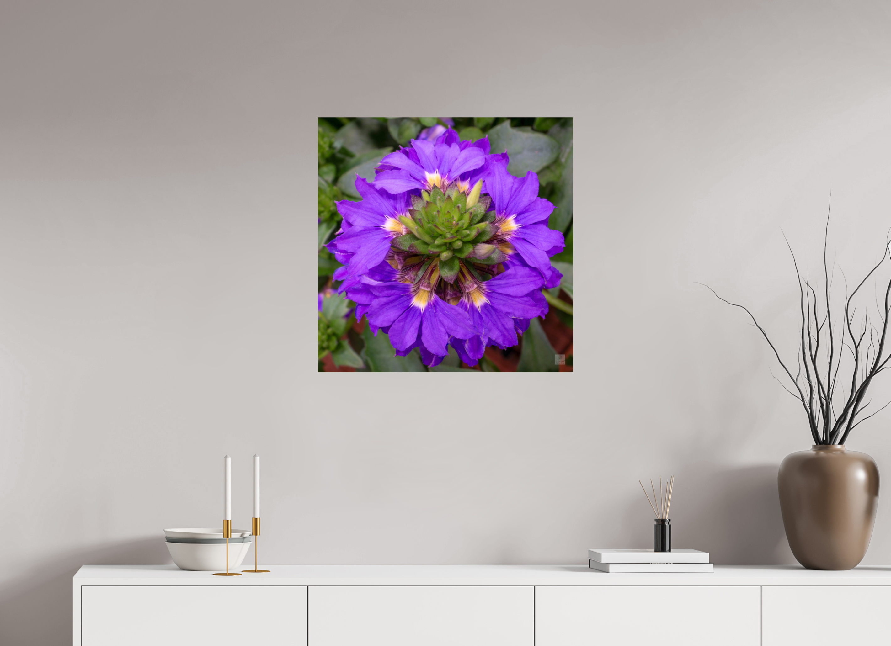 Scaevola_blue_aspect ratio 1x1