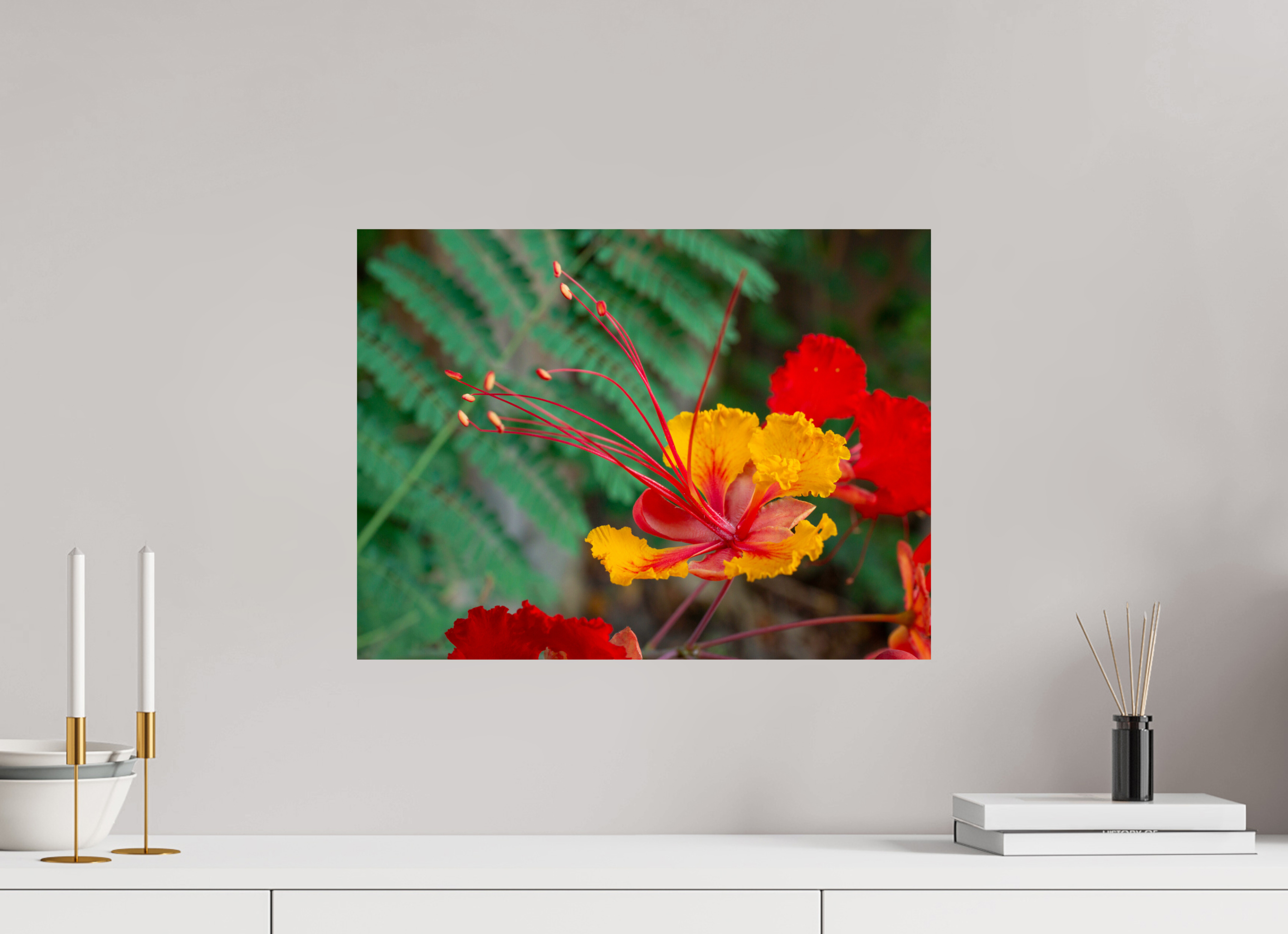 Pride of Barbados_yellow with orange_aspect ratio 4x3