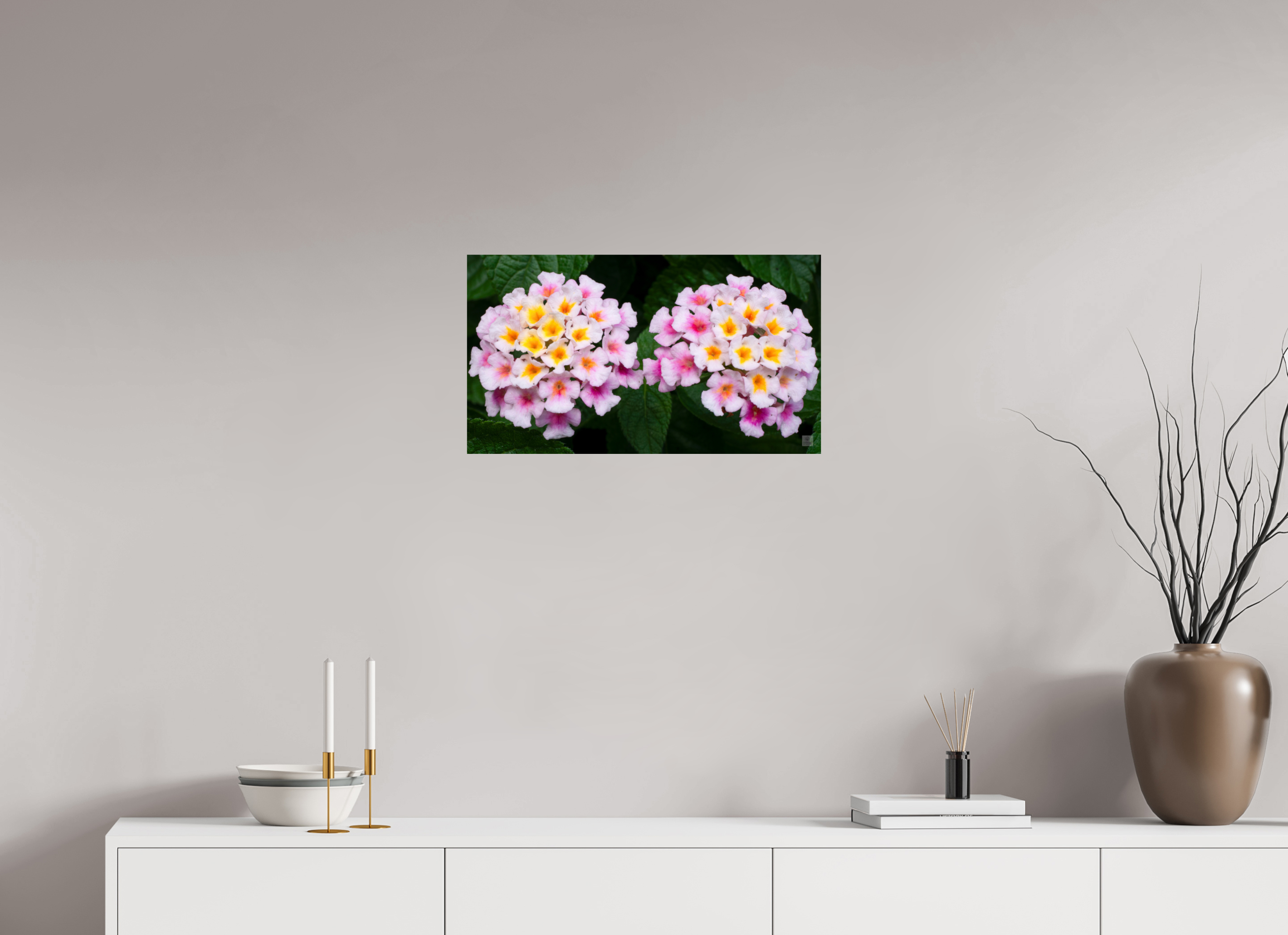 Lantana_double pink with white yellow_aspect ratio 16x9