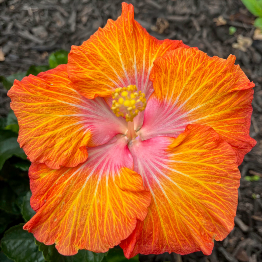 Hibiscus hybrid_bright orange_aspect ratio 1:1