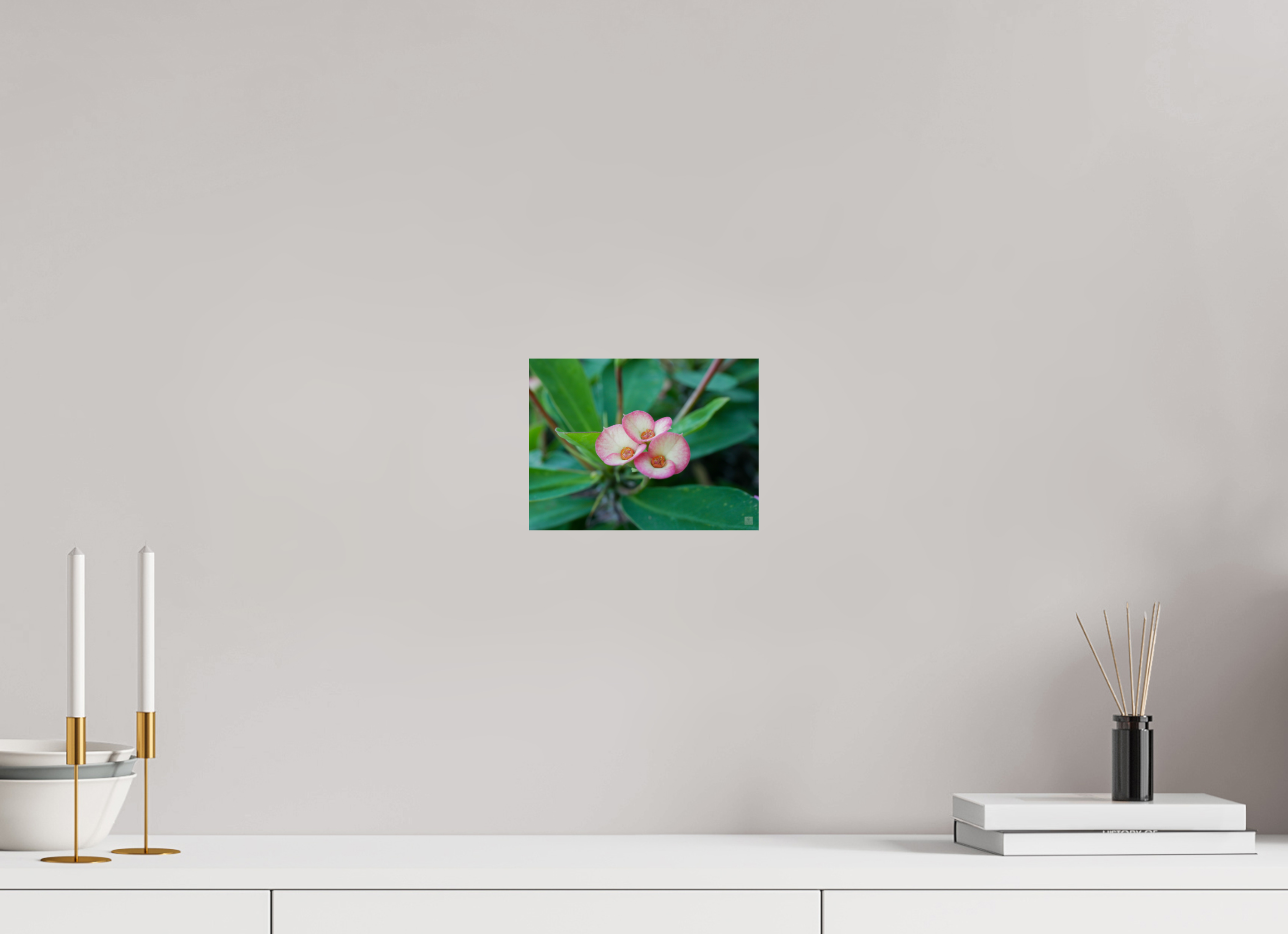 Crown of Thorns_pink fringe_aspect ratio 4:3
