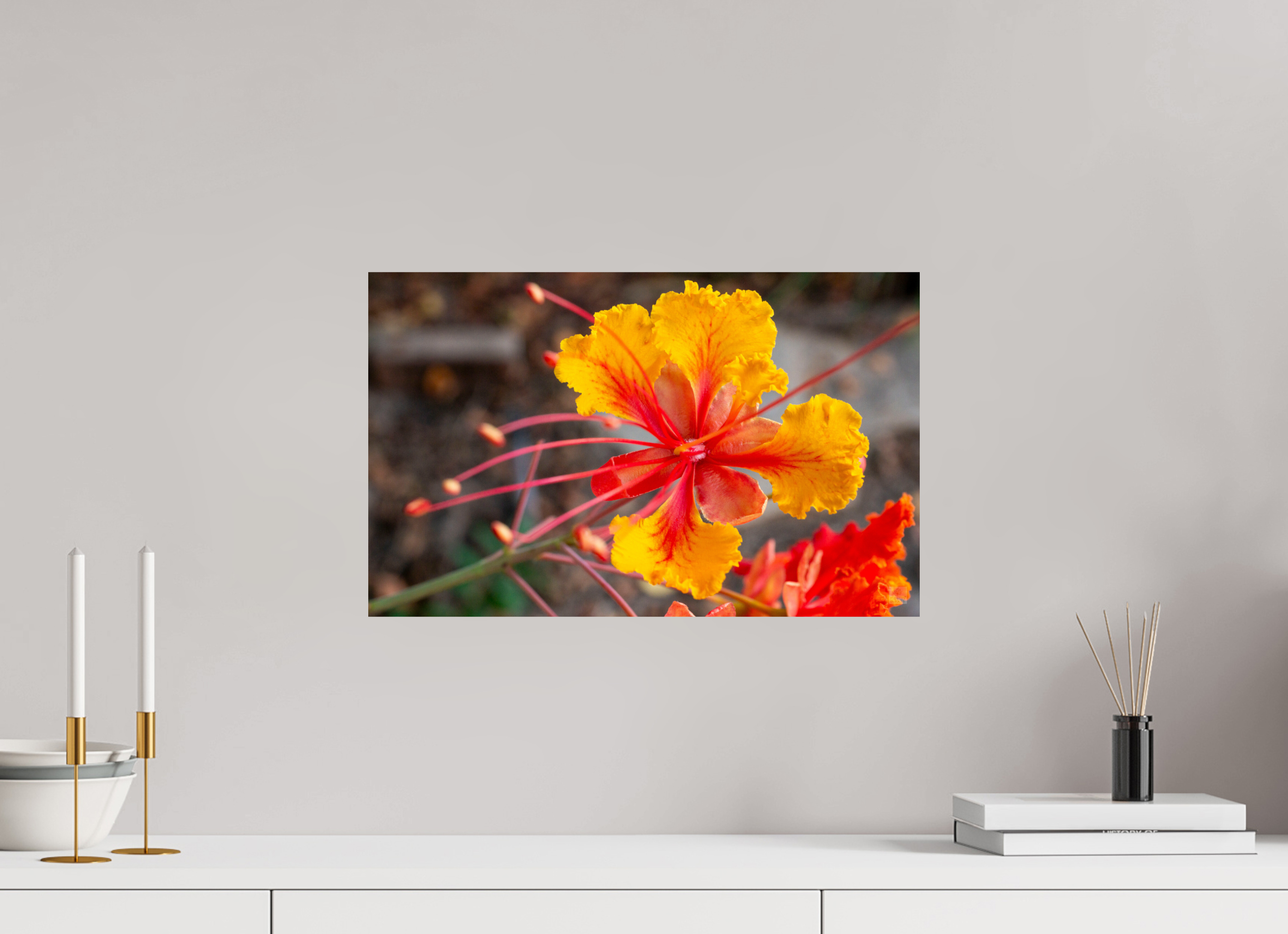 Pride of Barbados_yellow with orange_aspect ratio 16x10