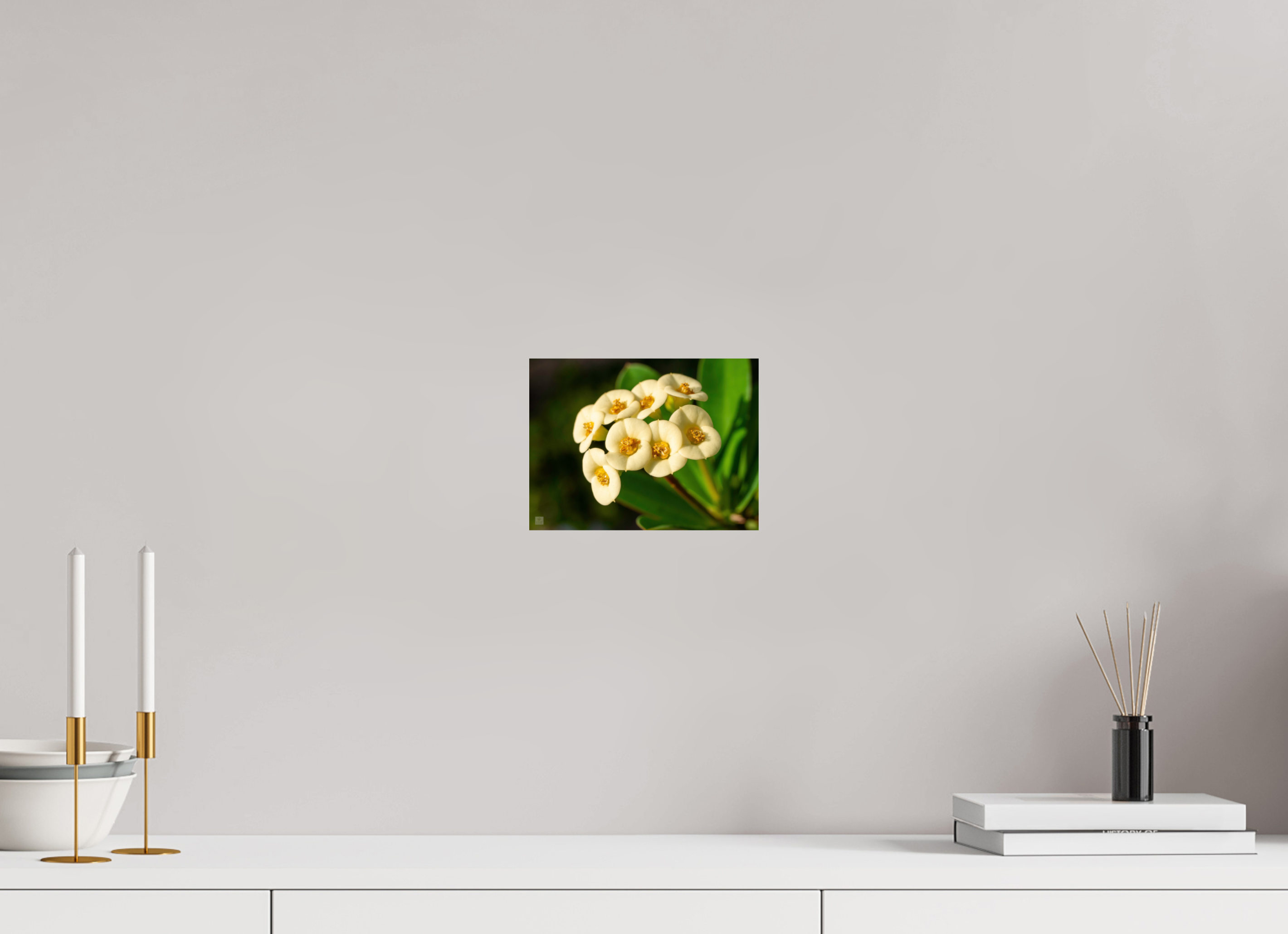 Crown of Thorns_flower group_aspect ratio 4:3