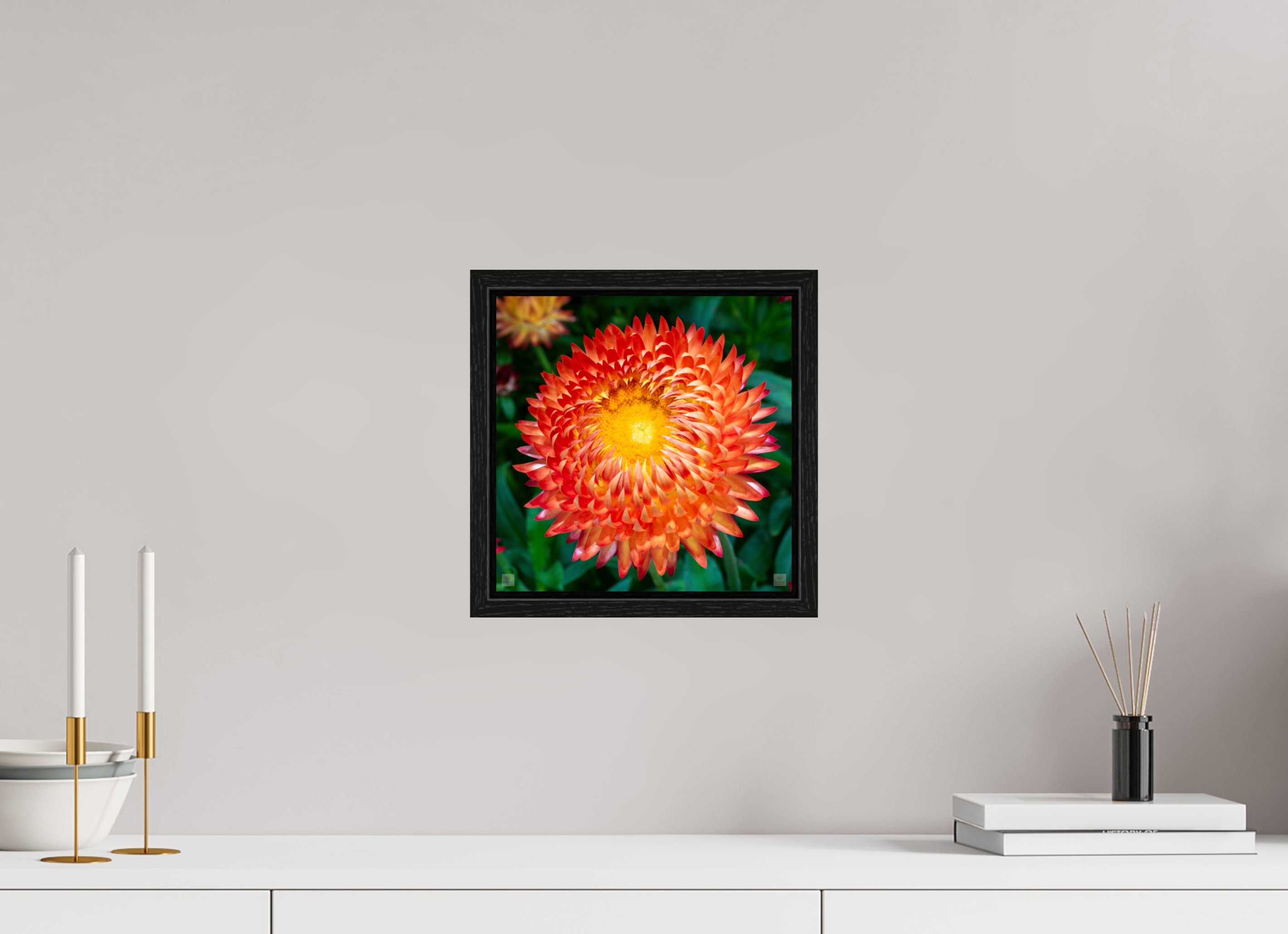 Strawflower_orange with yellow center_aspect ratio 1x1