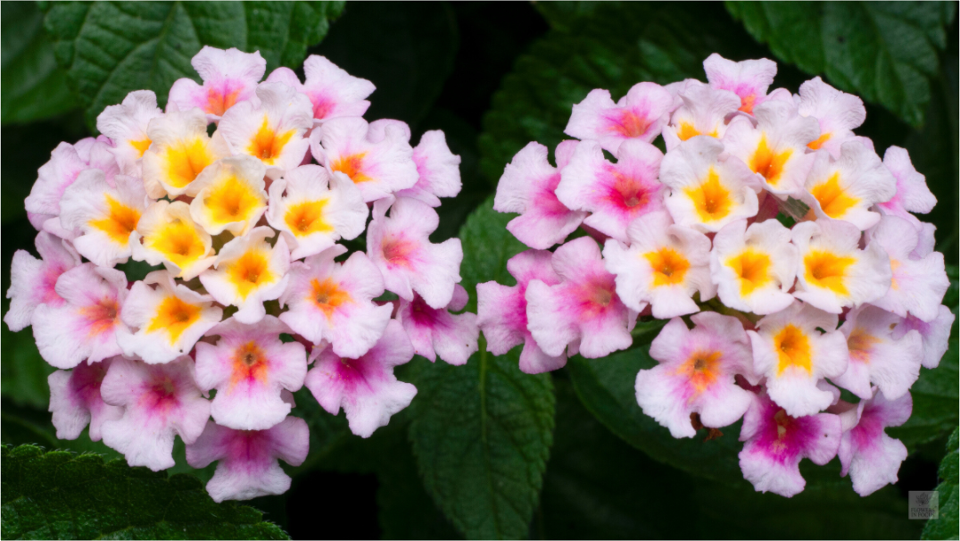 Lantana_double pink with white yellow_aspect ratio 16x9