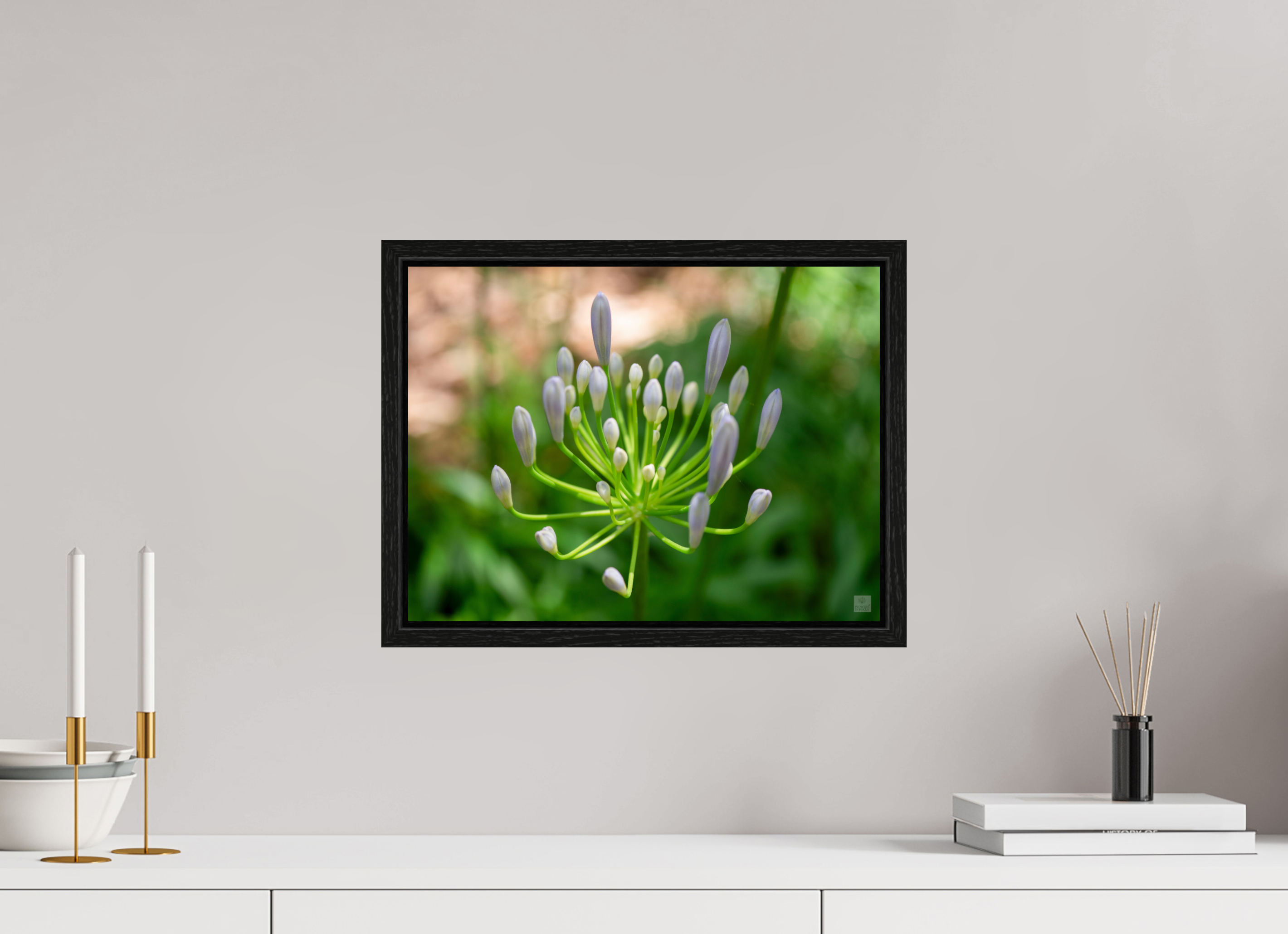 Dwarf Blue Agapanthus_aspect ratio 4x3