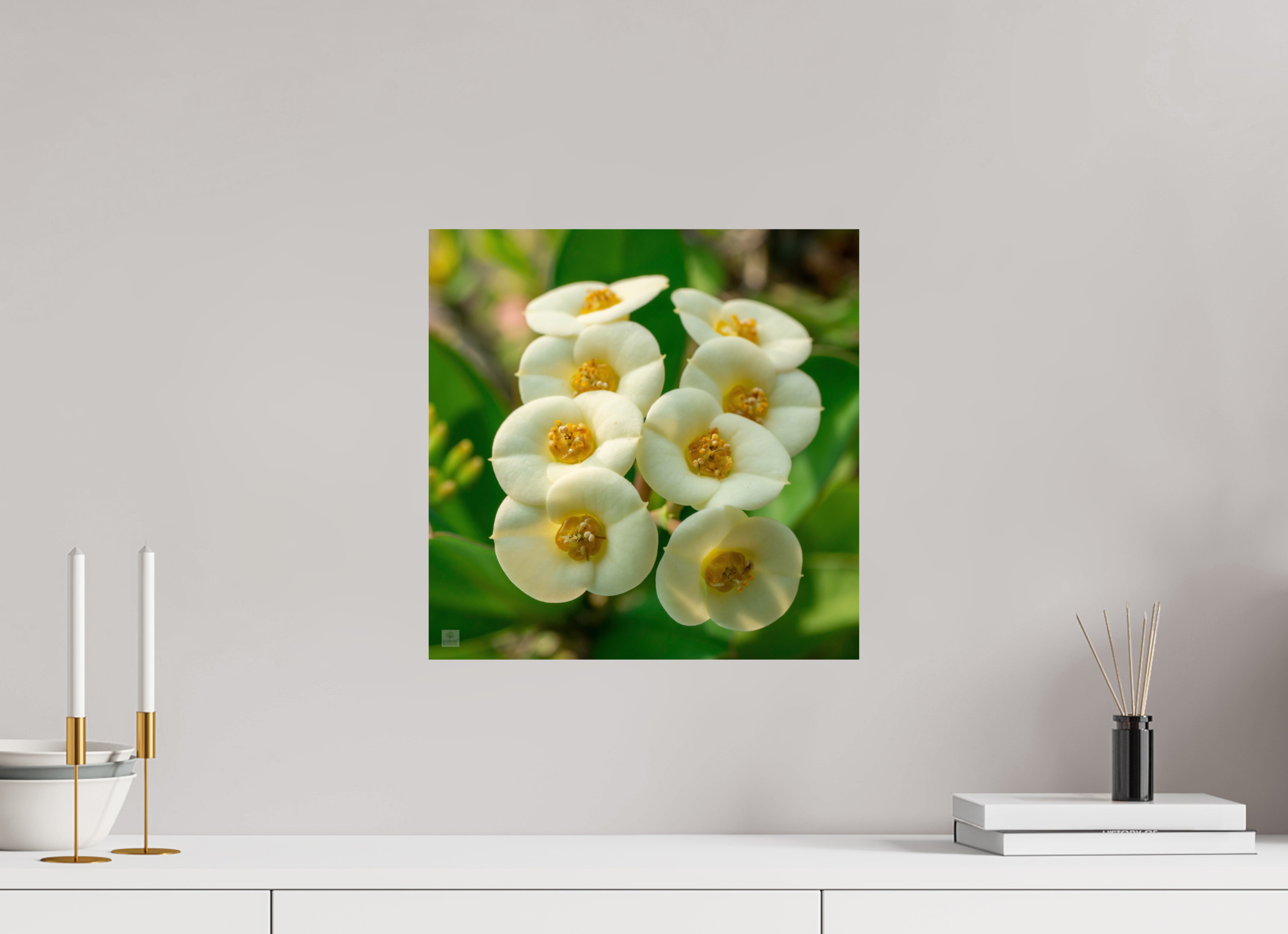 Crown of Thorns_flower group_aspect ratio 1:1
