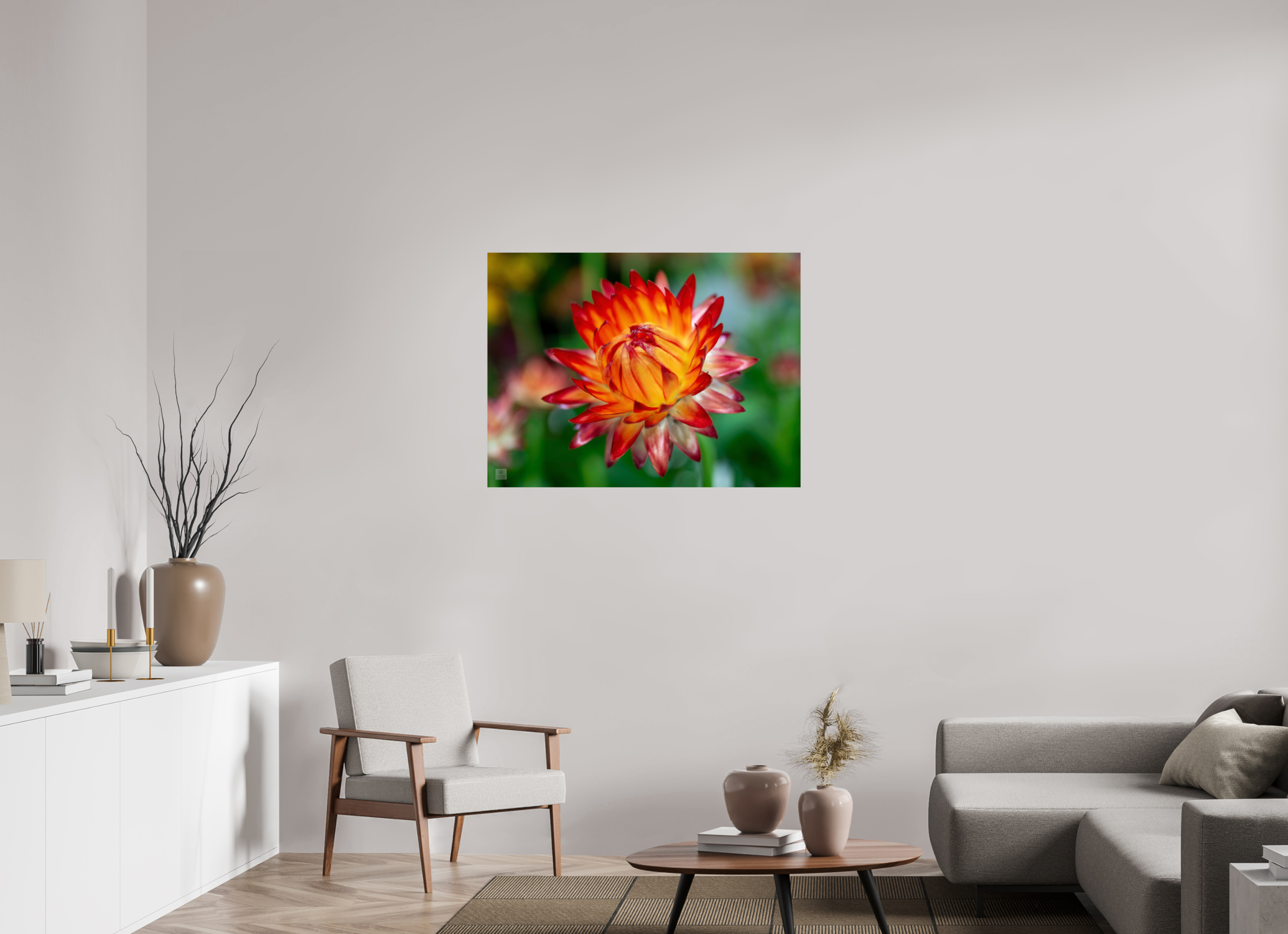 Strawflower_tight bud_red with yellow_aspect ration 4x3