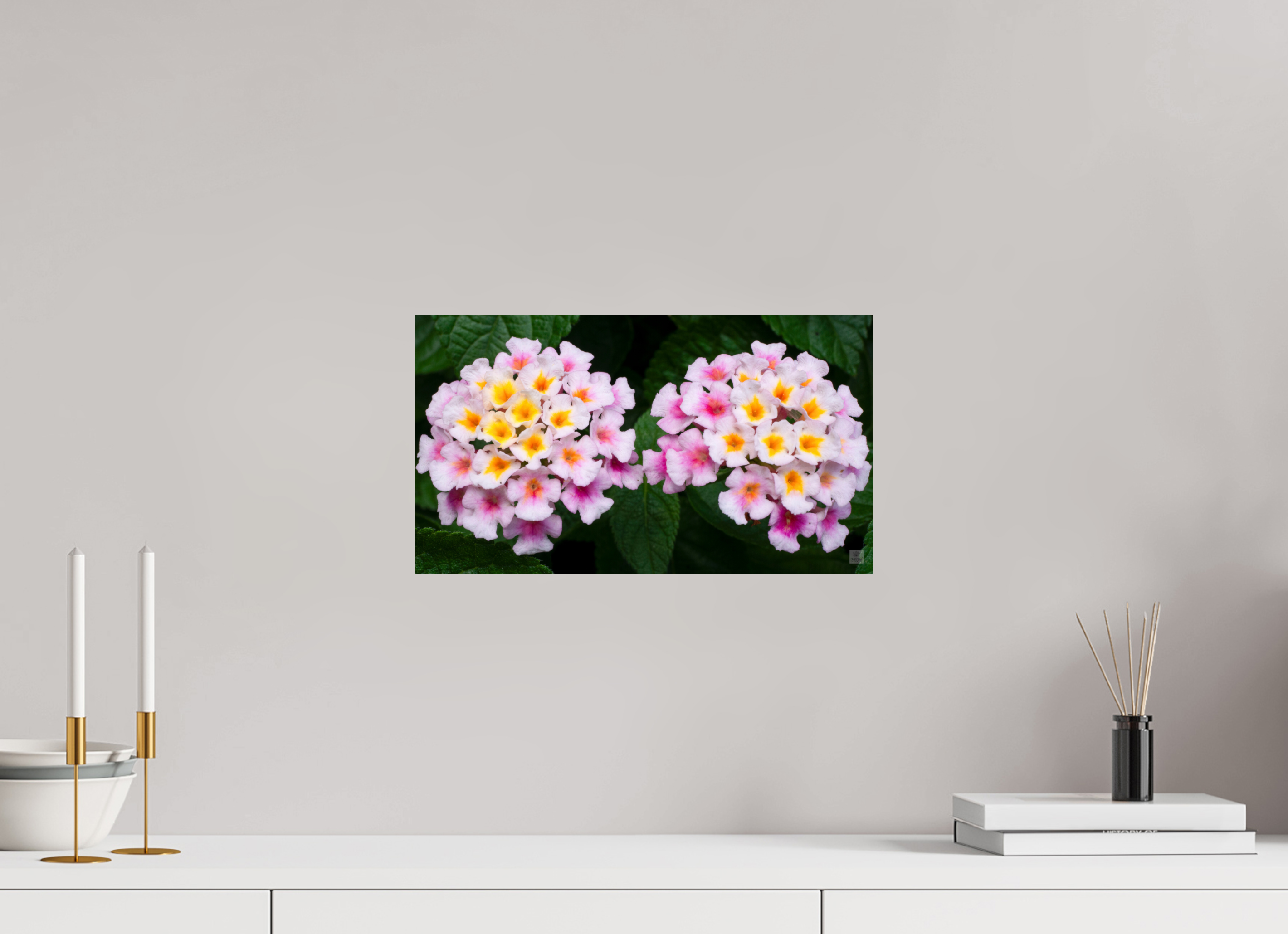Lantana_double pink with white yellow_aspect ratio 16x9