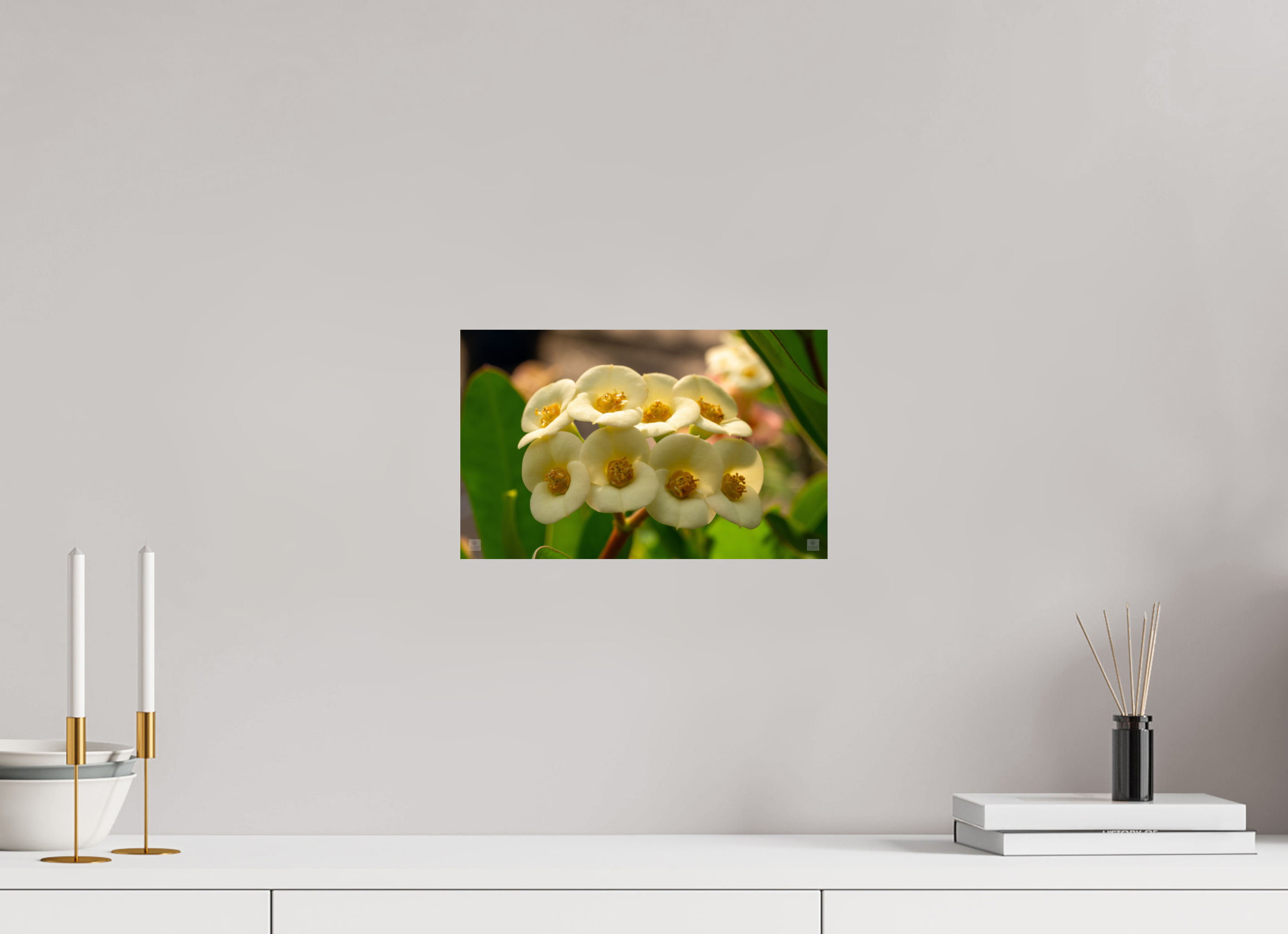 Crown of Thorns_flower group_aspect ratio 16:10