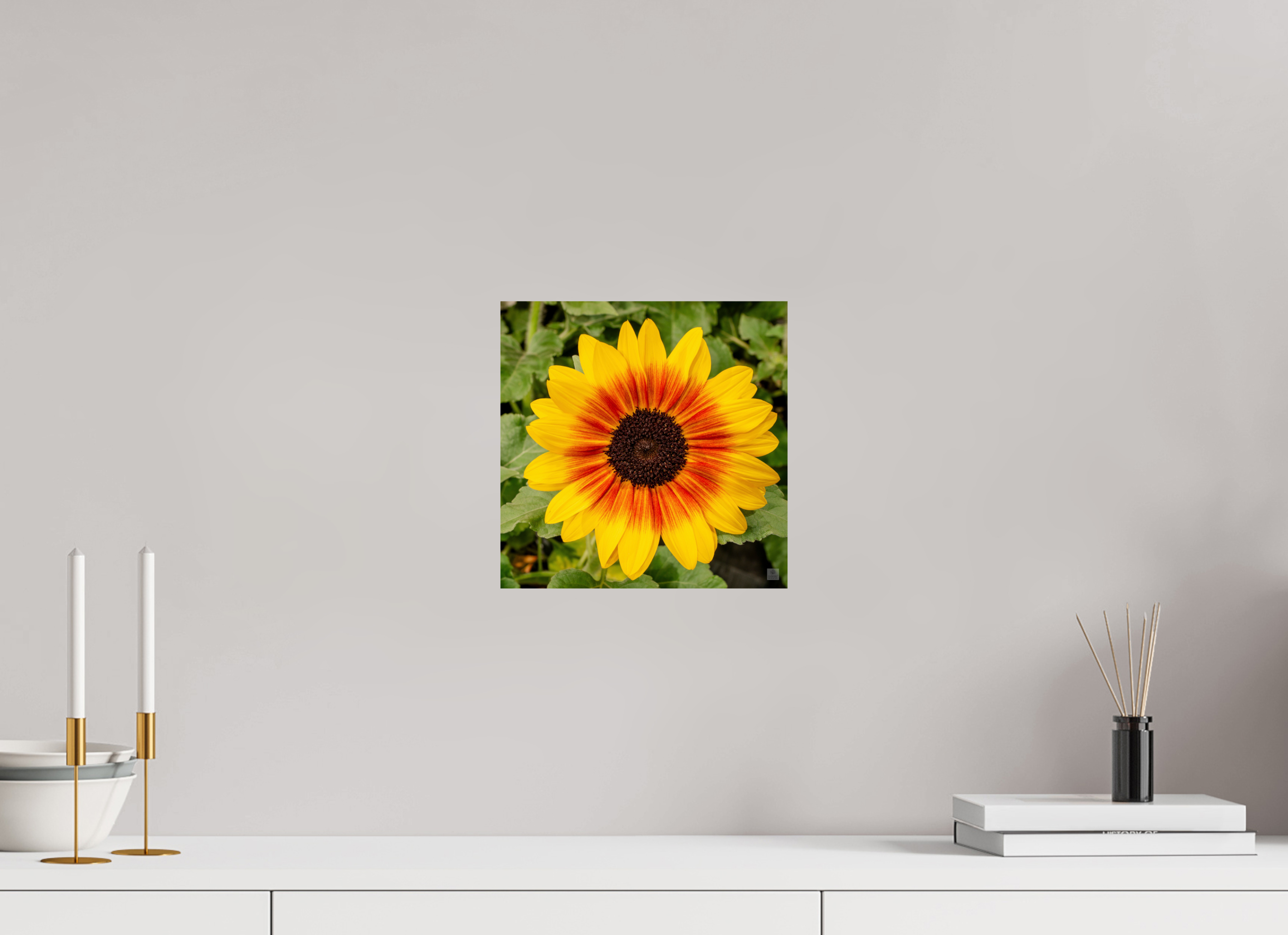 Sunflower hybrid_yellow with orange center_aspect ratio 1x1
