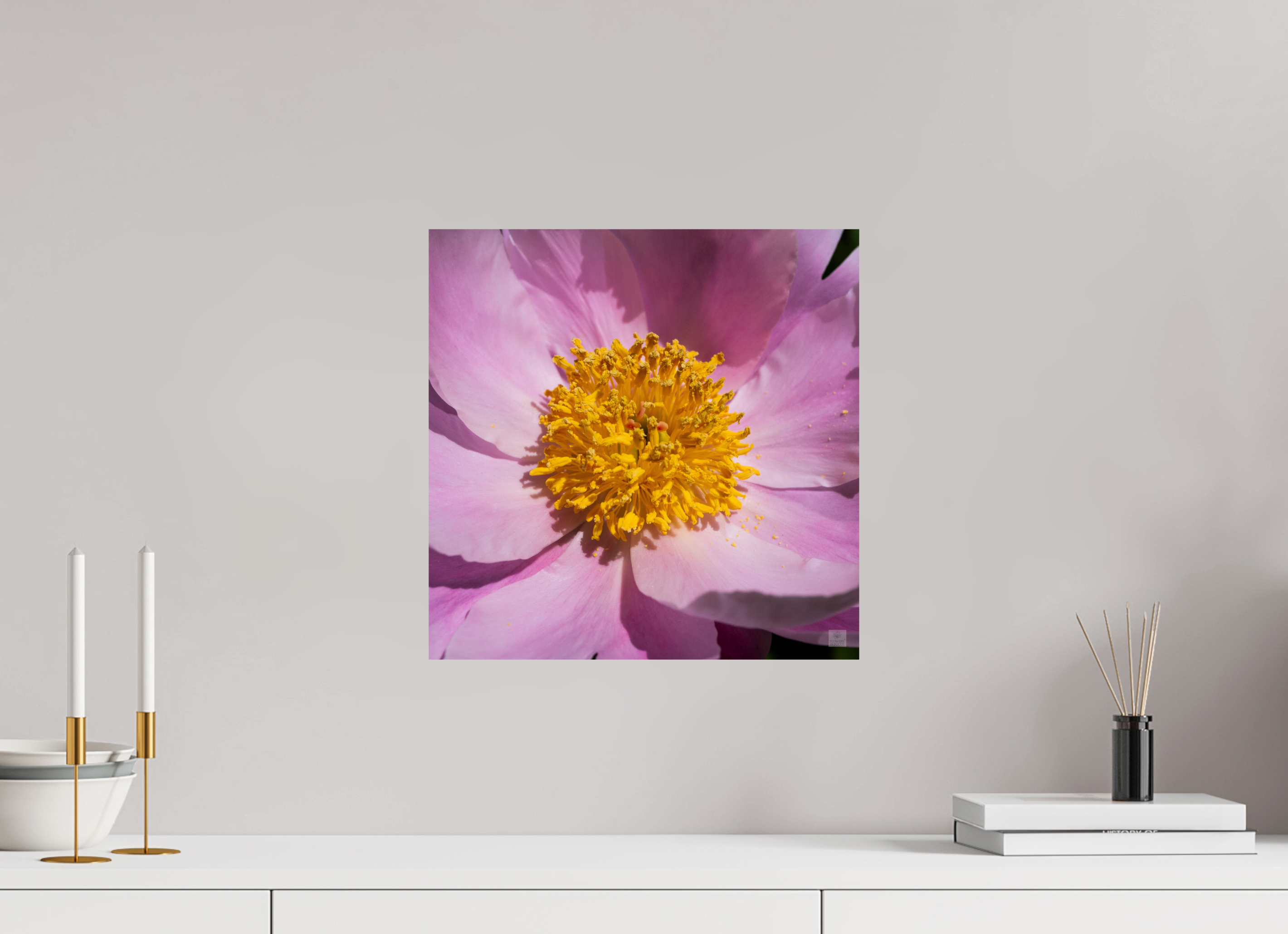 Peony_light pink close-up_aspect ratio 1x1