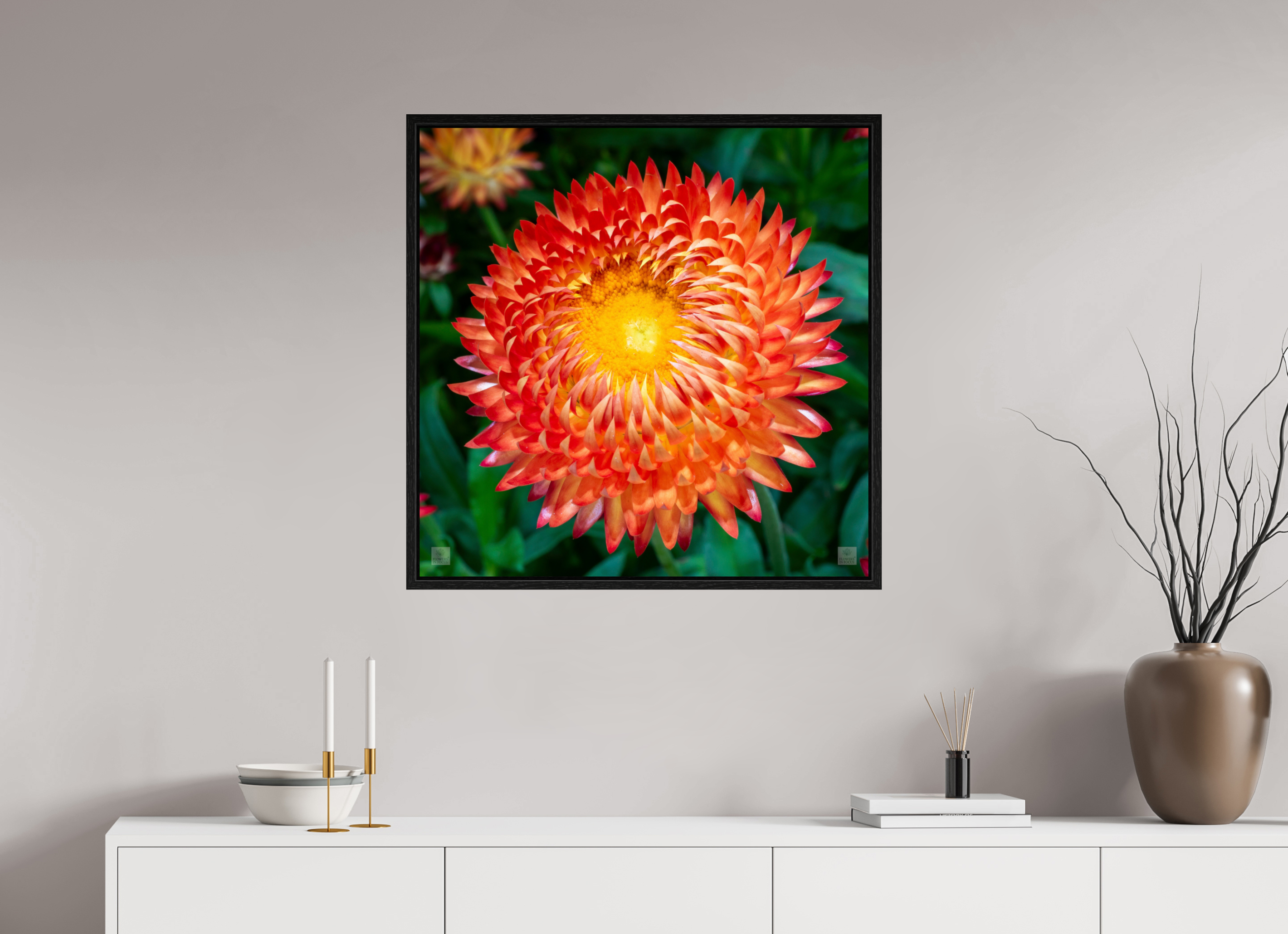 Strawflower_orange with yellow center_aspect ratio 1x1
