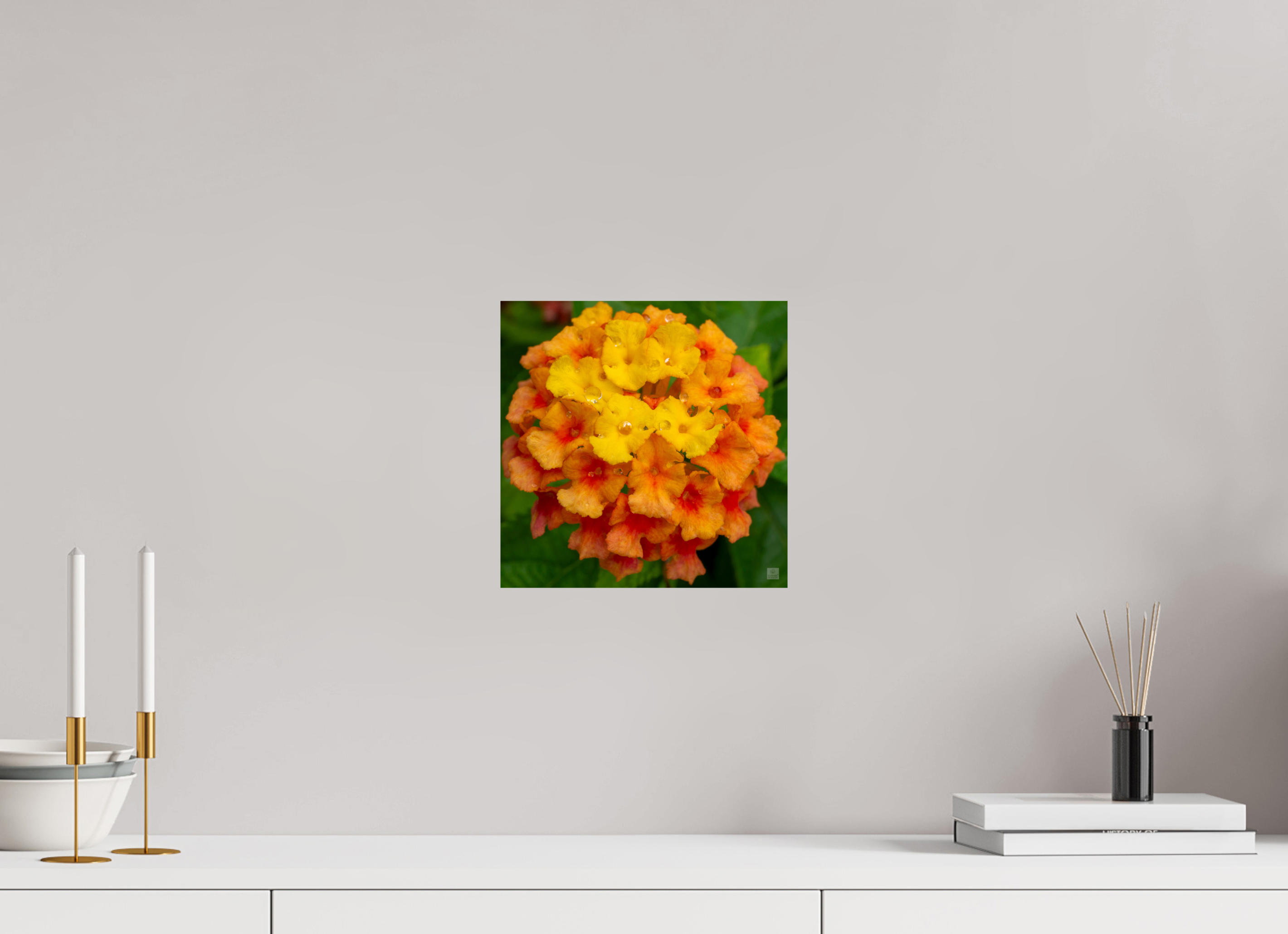 Lantana_orange with yellow (water droplets)_aspect ratio 1x1