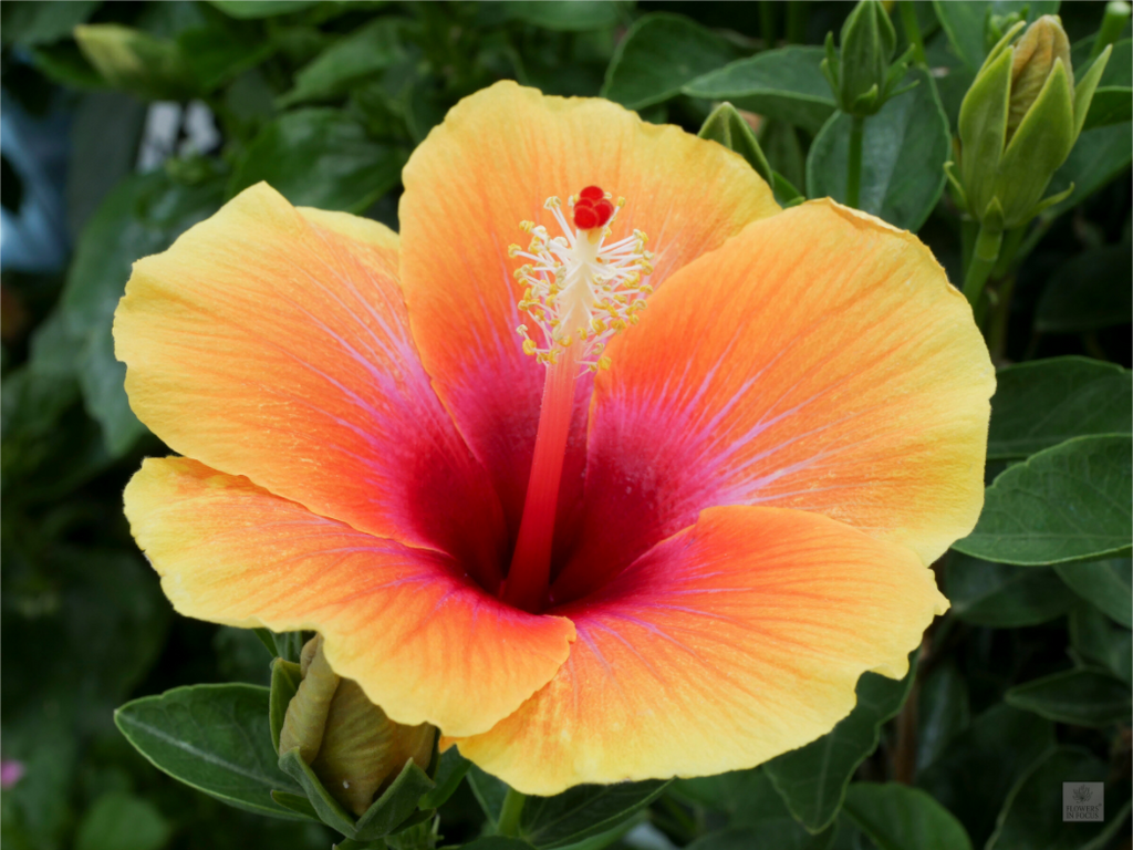 Hibiscus hybrid_peach with pink_aspect ration 4x3