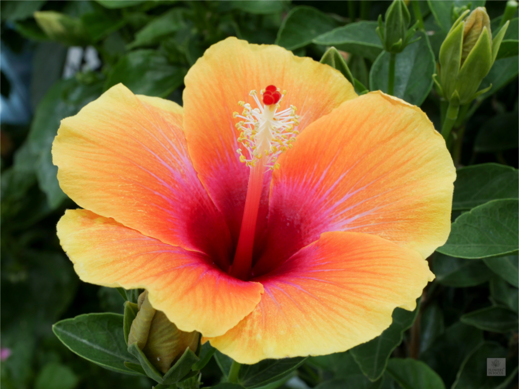 Hibiscus hybrid_peach with pink_aspect ration 4x3