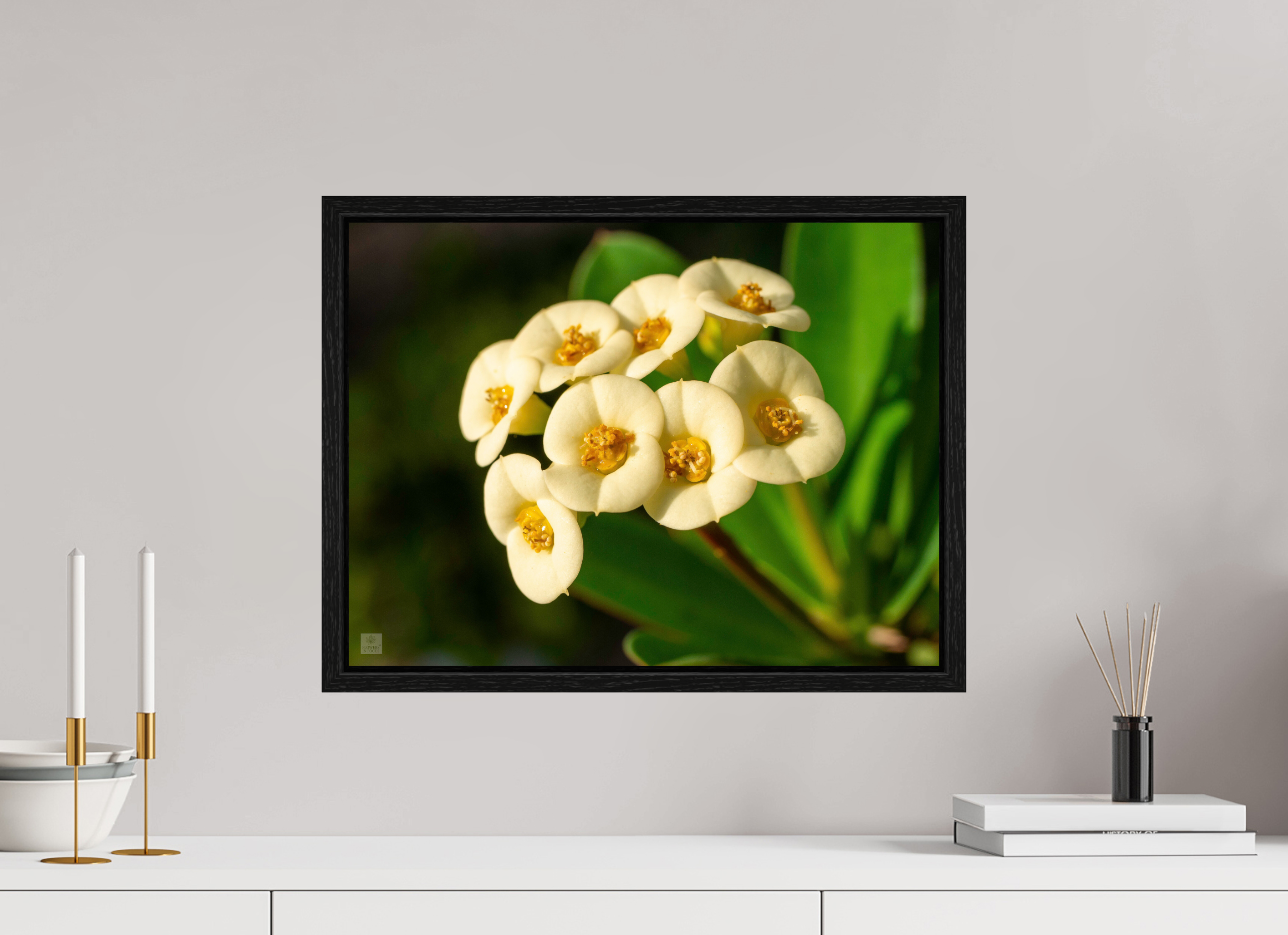 Crown of Thorns_flower group_aspect ratio 4:3