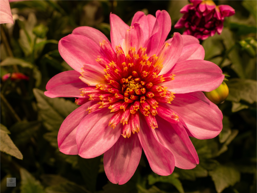 Dahlia_pink with yellow trim_aspect ratio 4:3