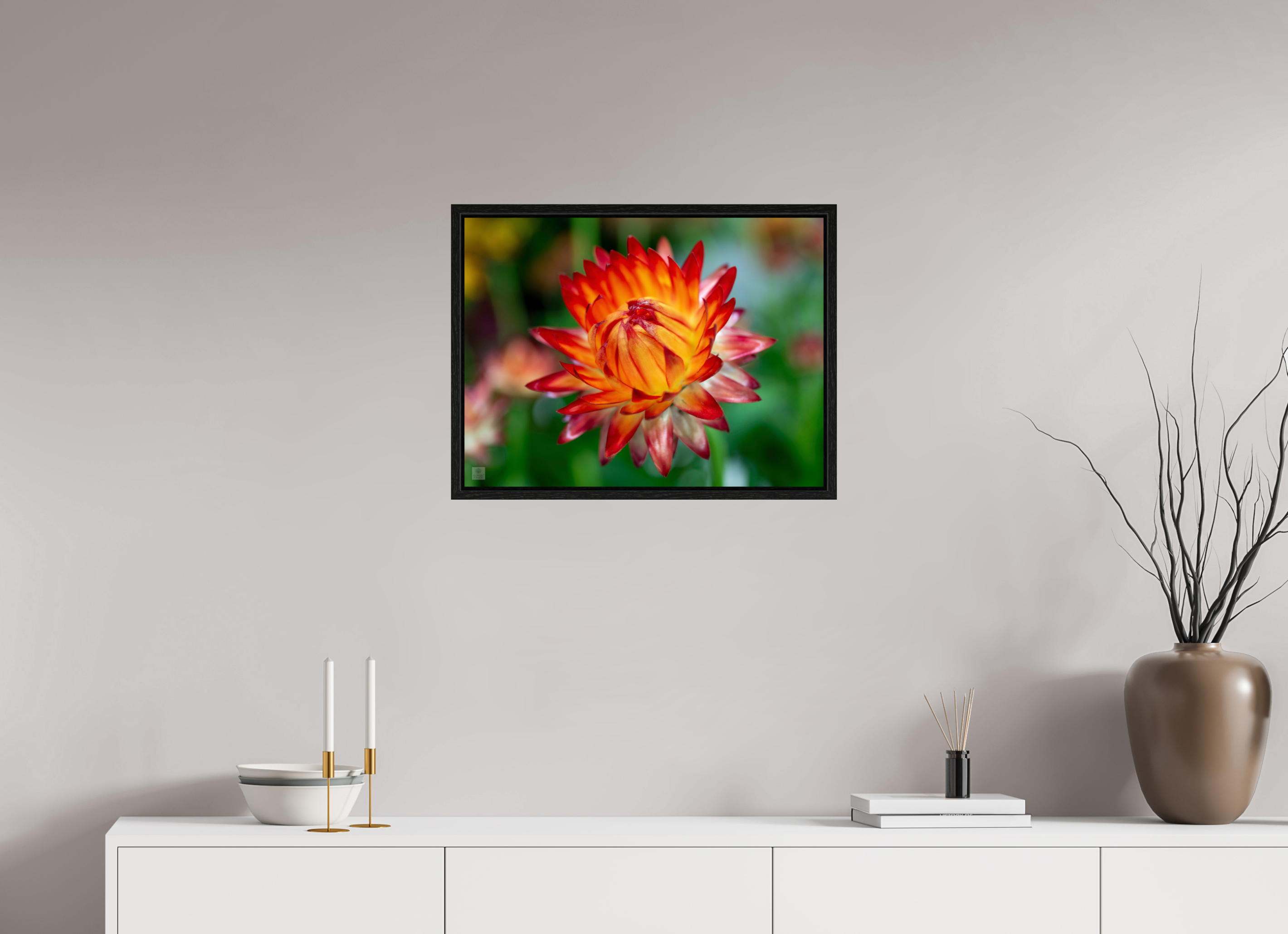 Strawflower_tight bud_red with yellow_aspect ration 4x3