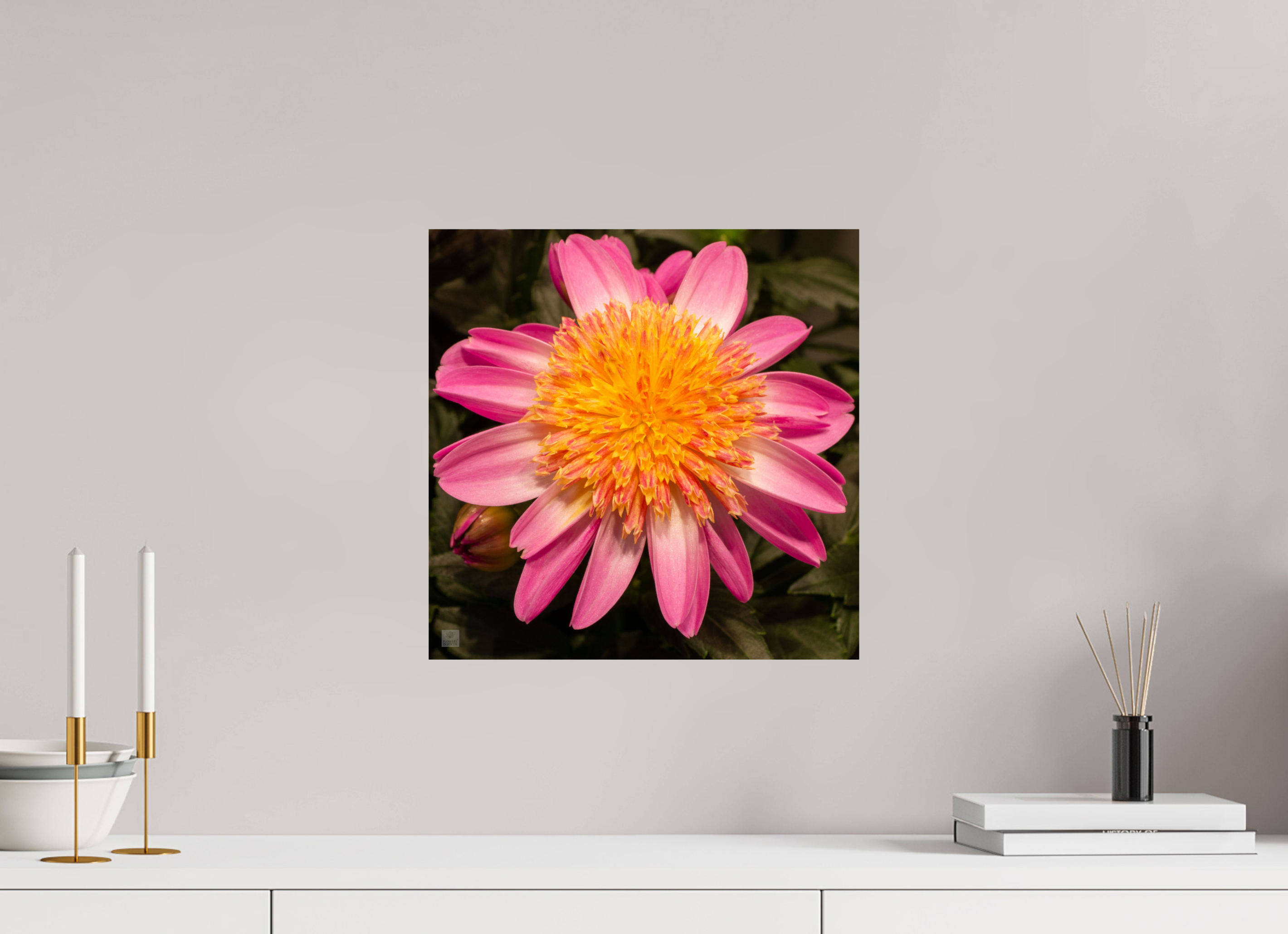 Dahlia_light pink with yellow center_aspect ration 1:1