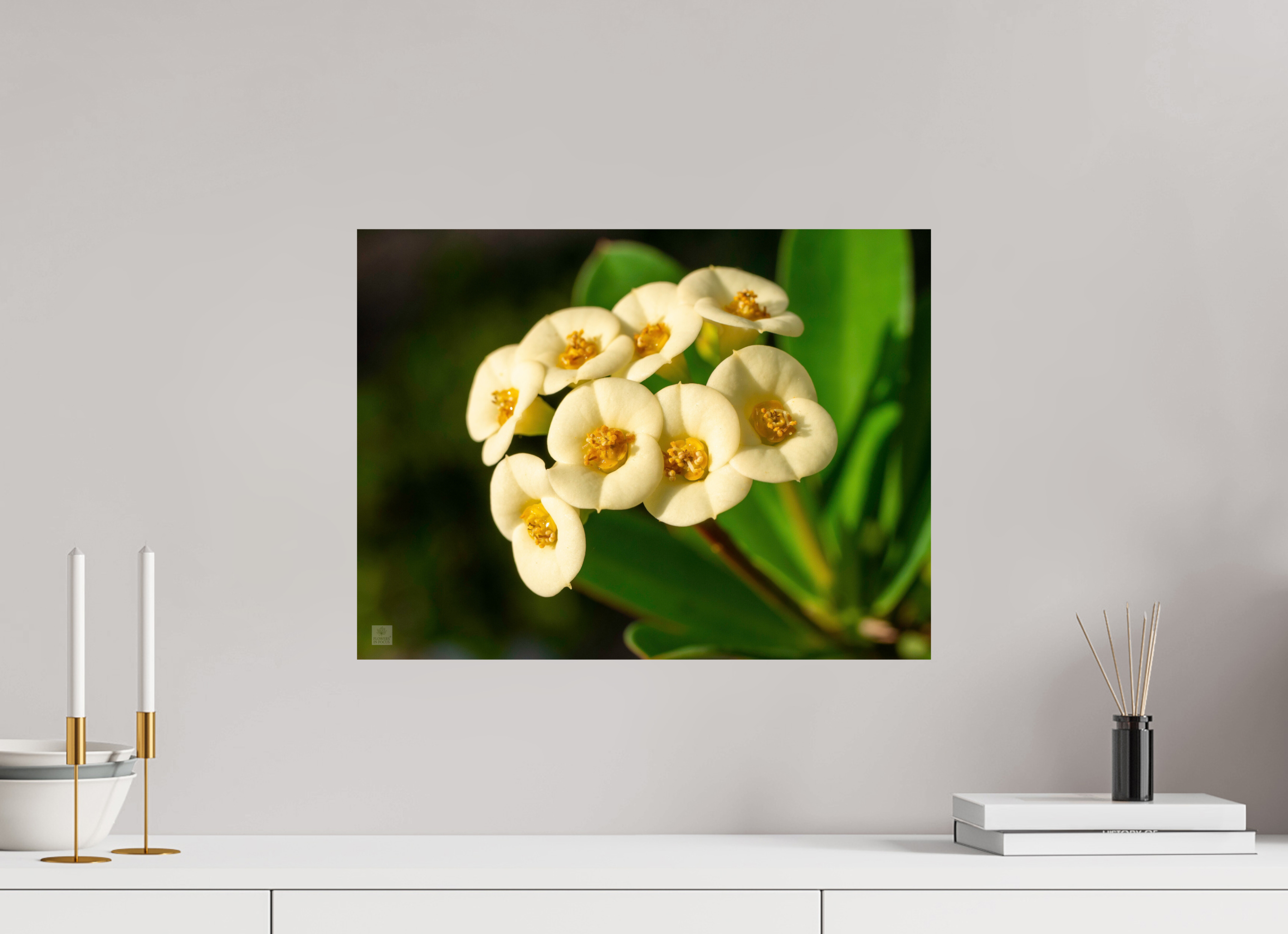 Crown of Thorns_flower group_aspect ratio 4:3