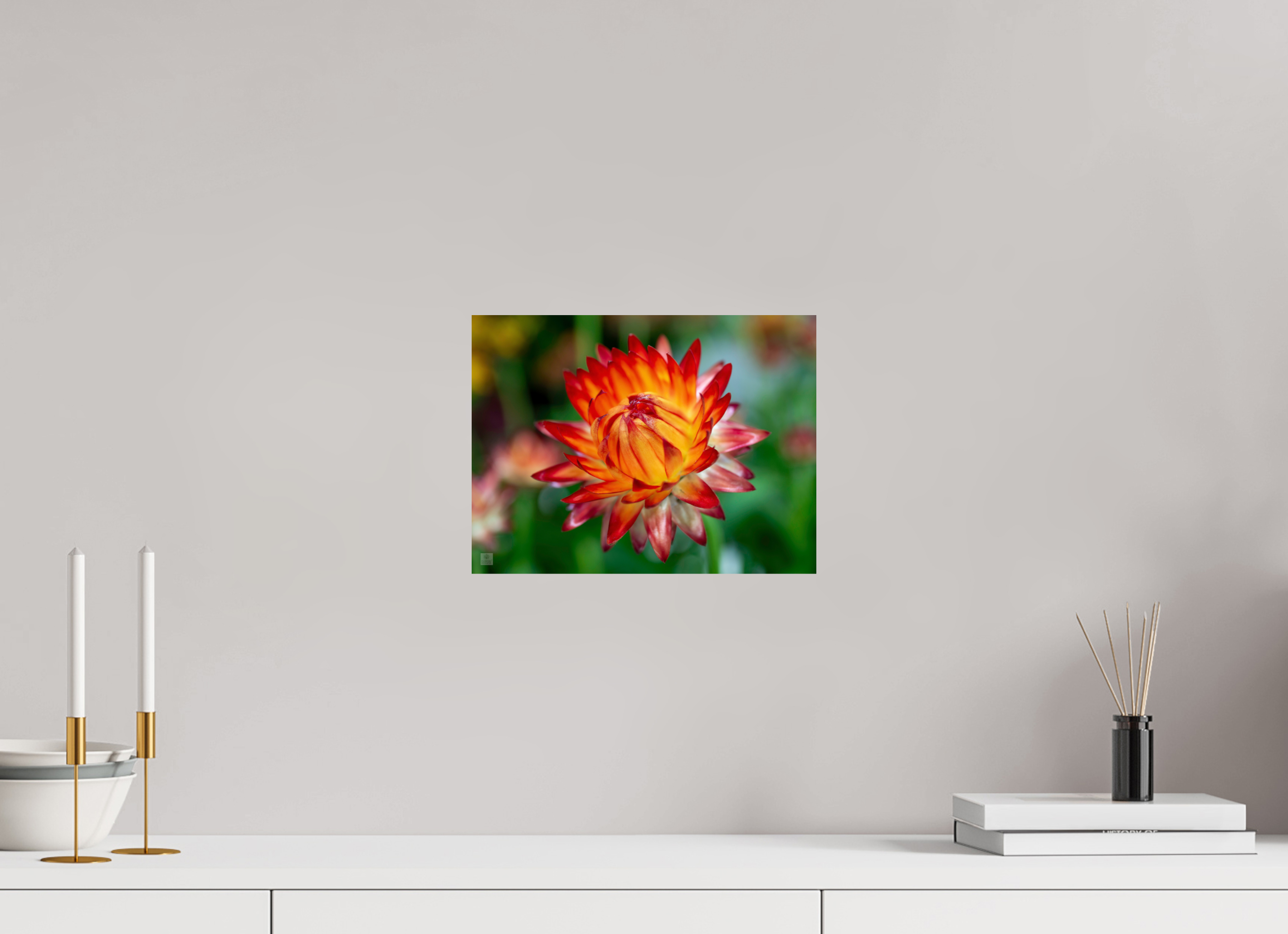 Strawflower_tight bud_red with yellow_aspect ration 4x3
